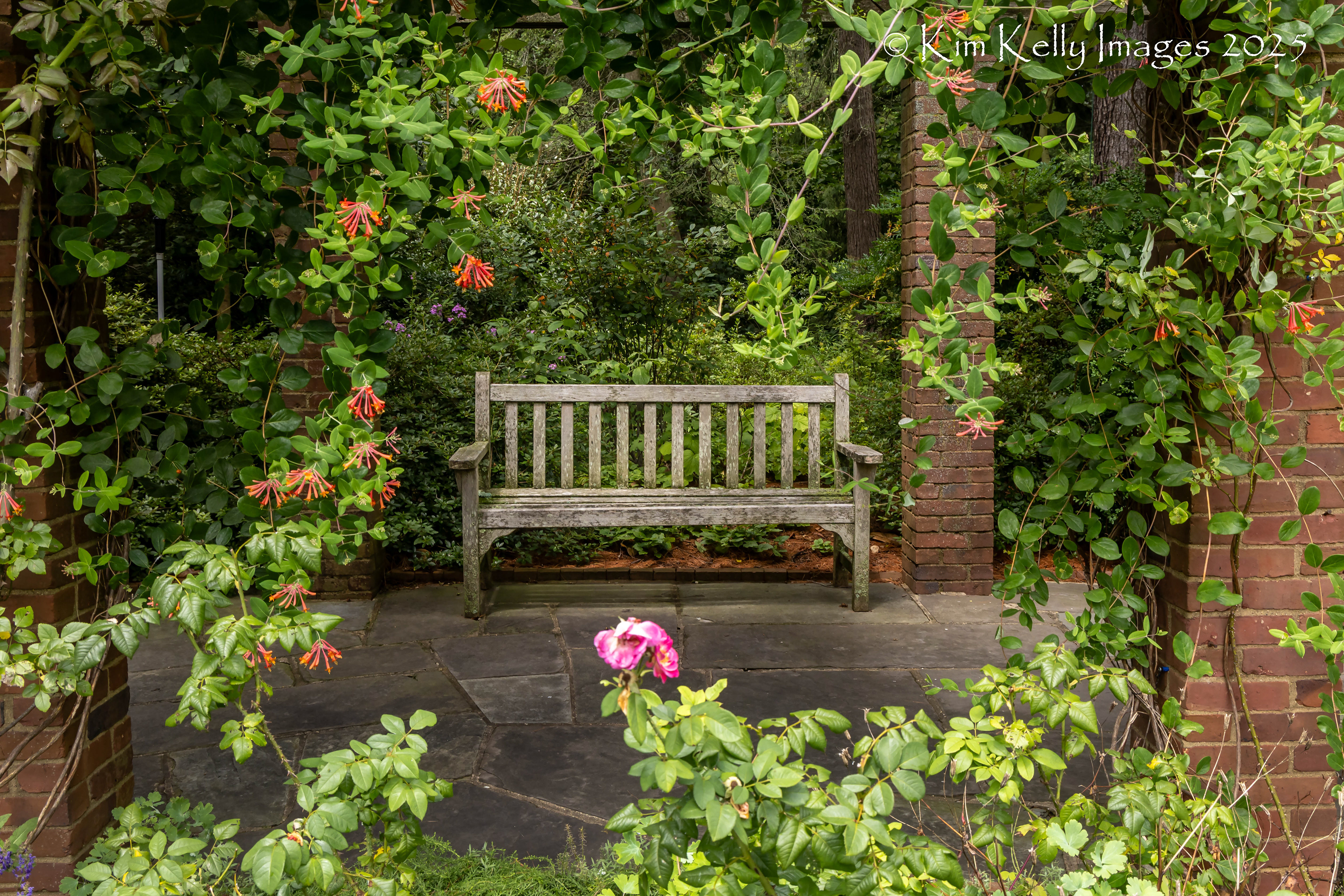 Teak Bench in the Rose Garden