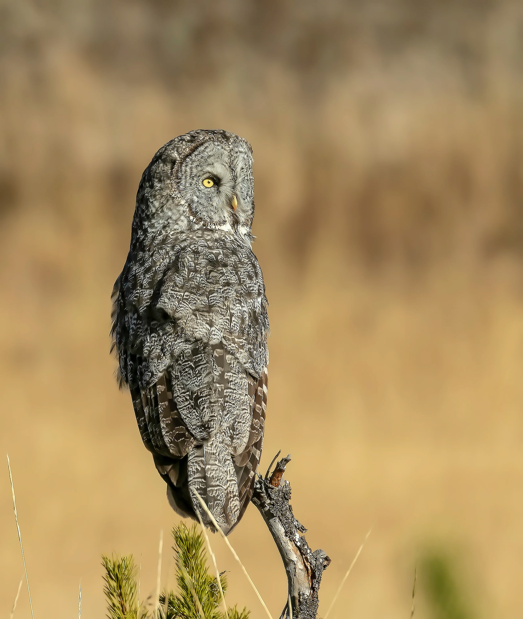 Great Grey Owl Hunting
