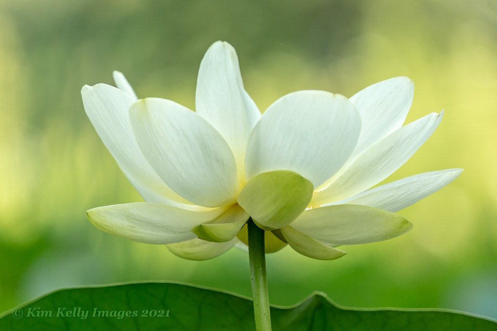 White Lotus Blossom