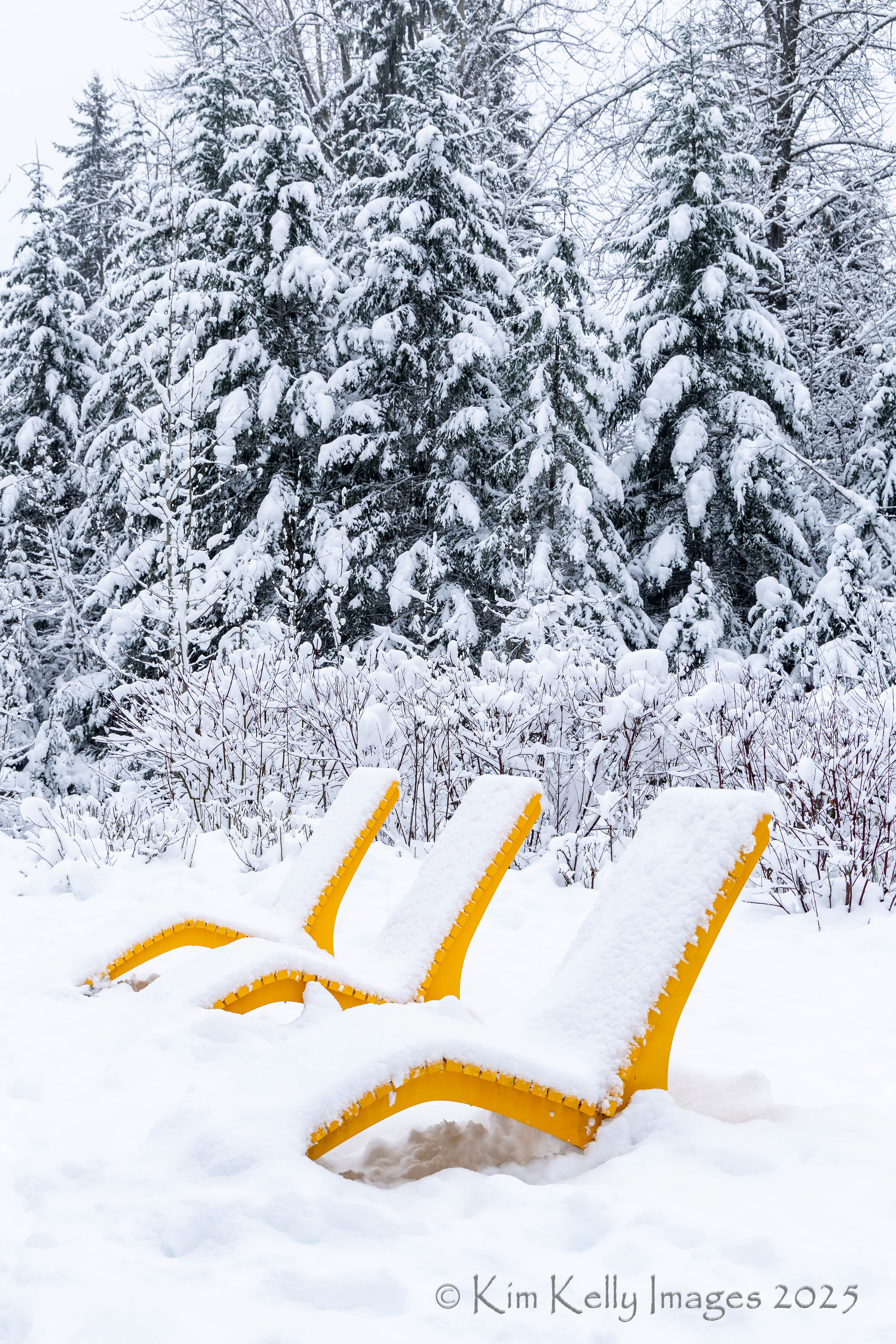 Recline Among the Pines
