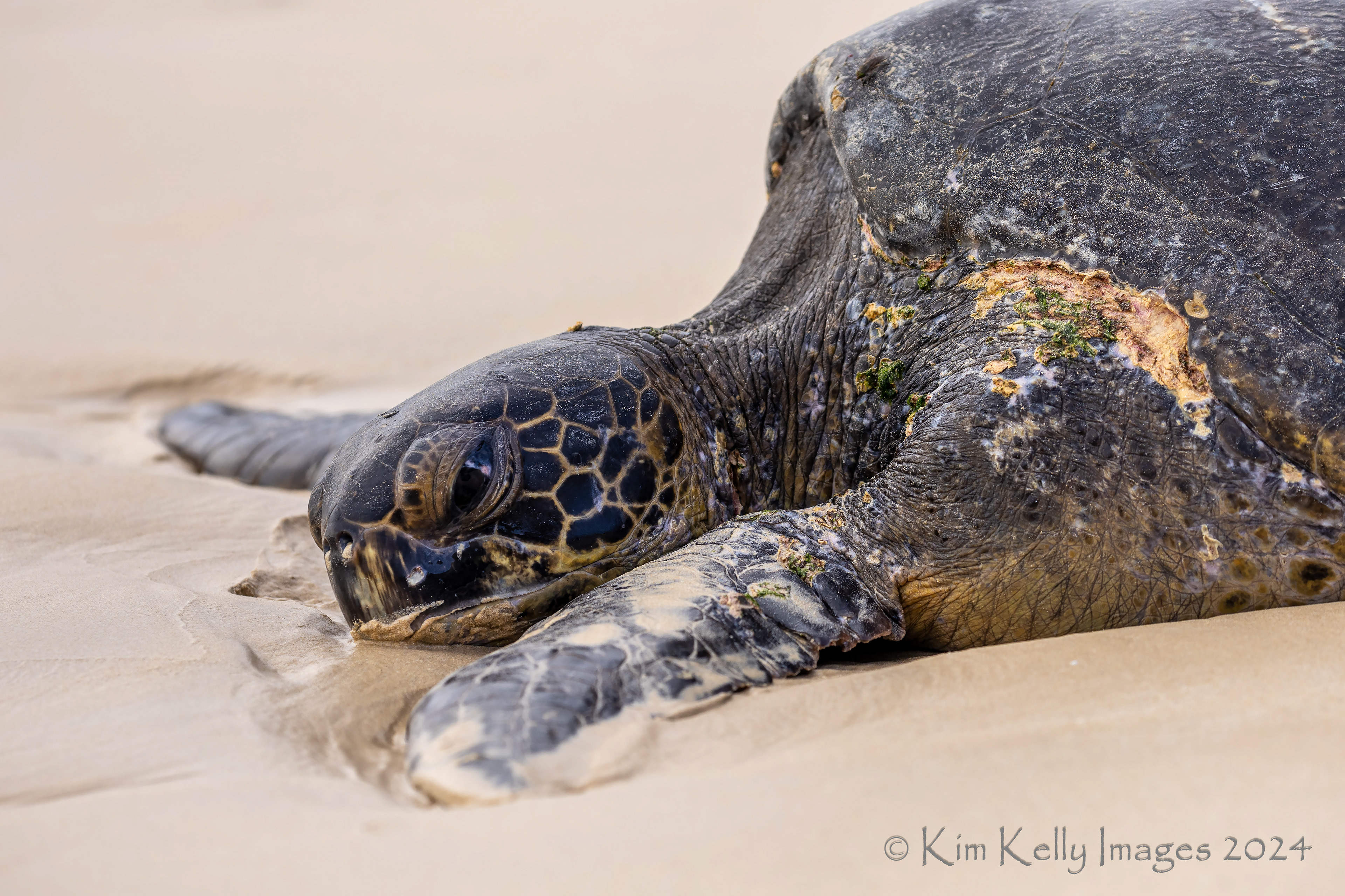 Egg Laying Green Sea Turtle