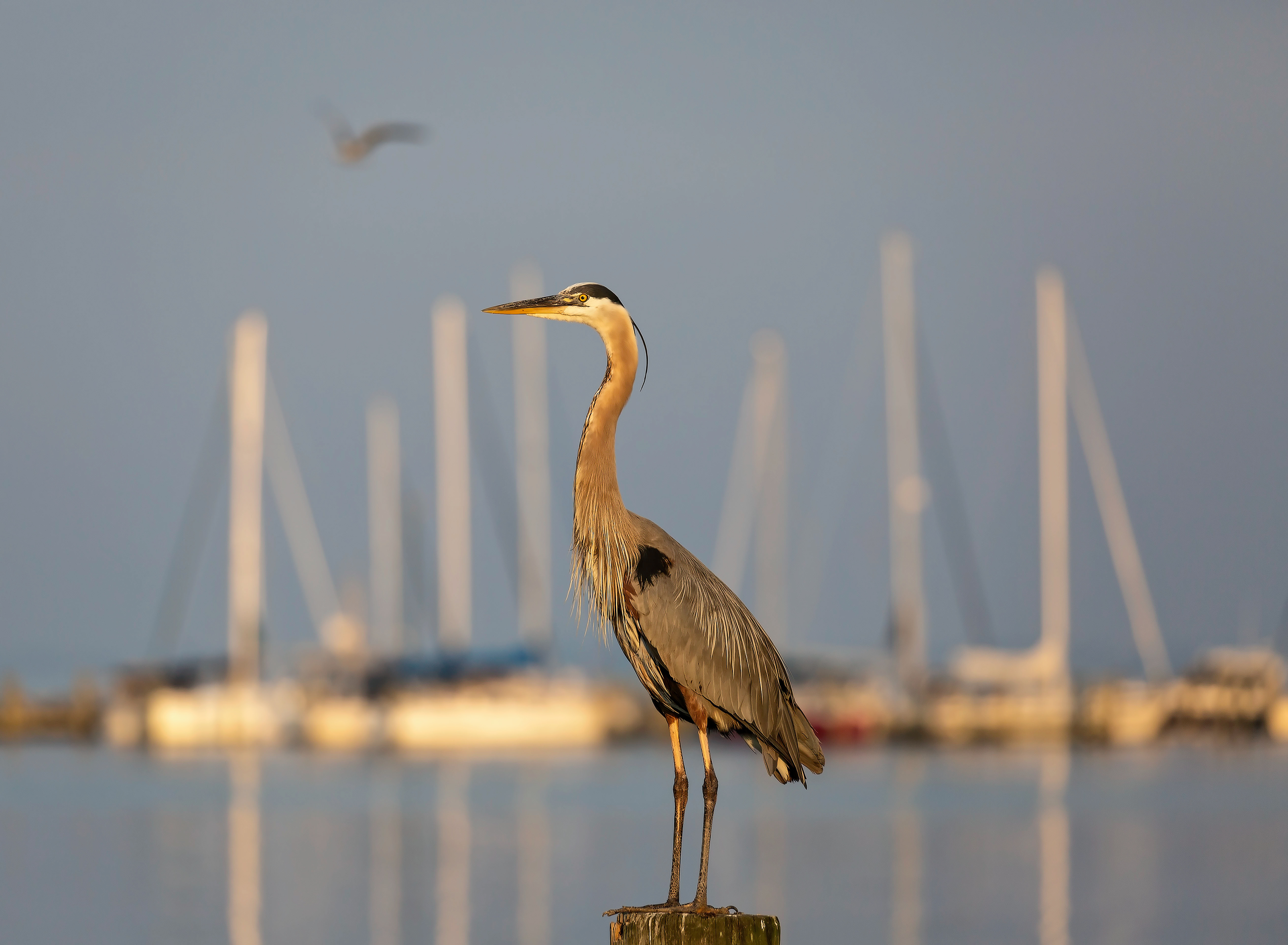 Heron in the Harbor