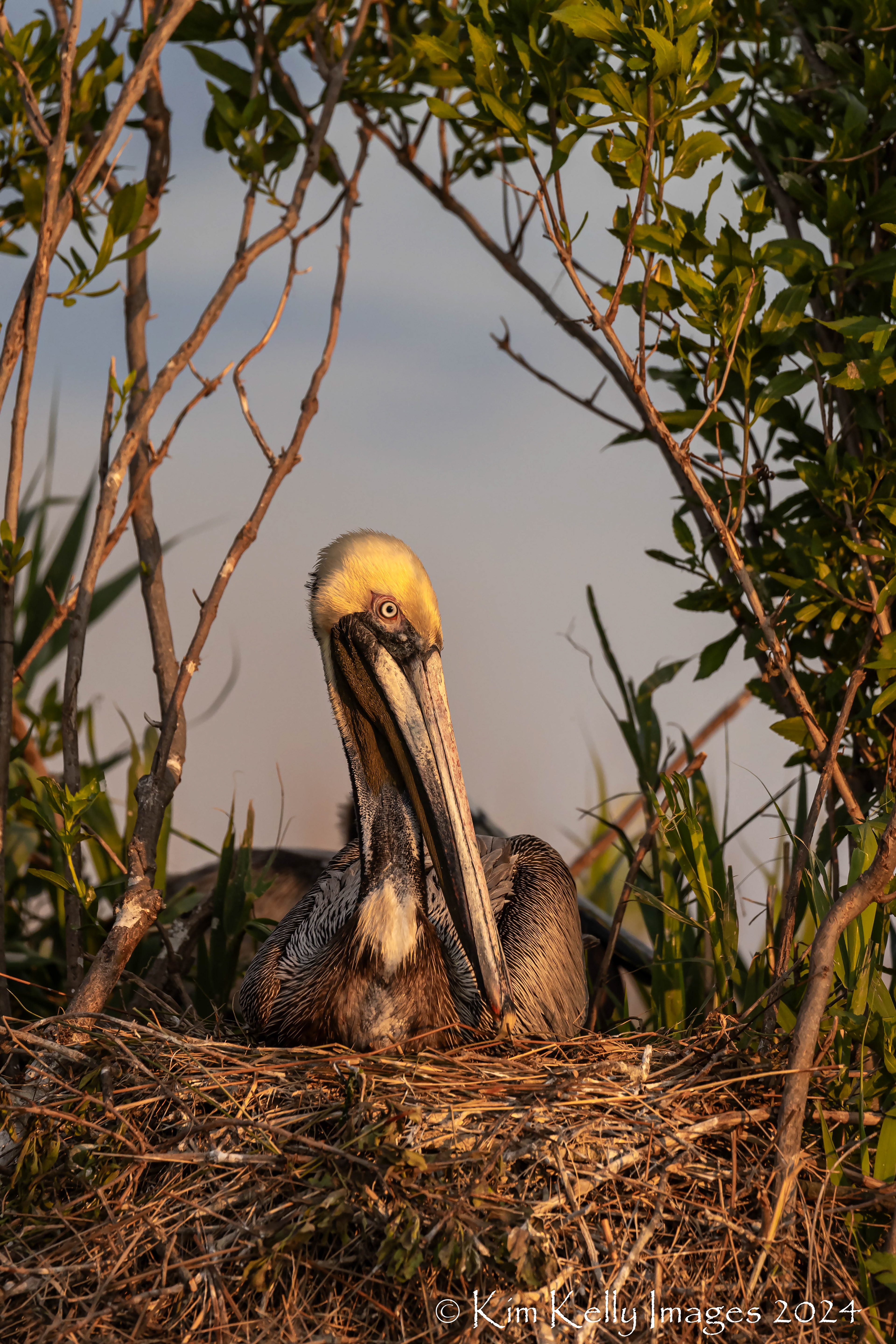 Nesting Brown Pelican in Breeding Plummage