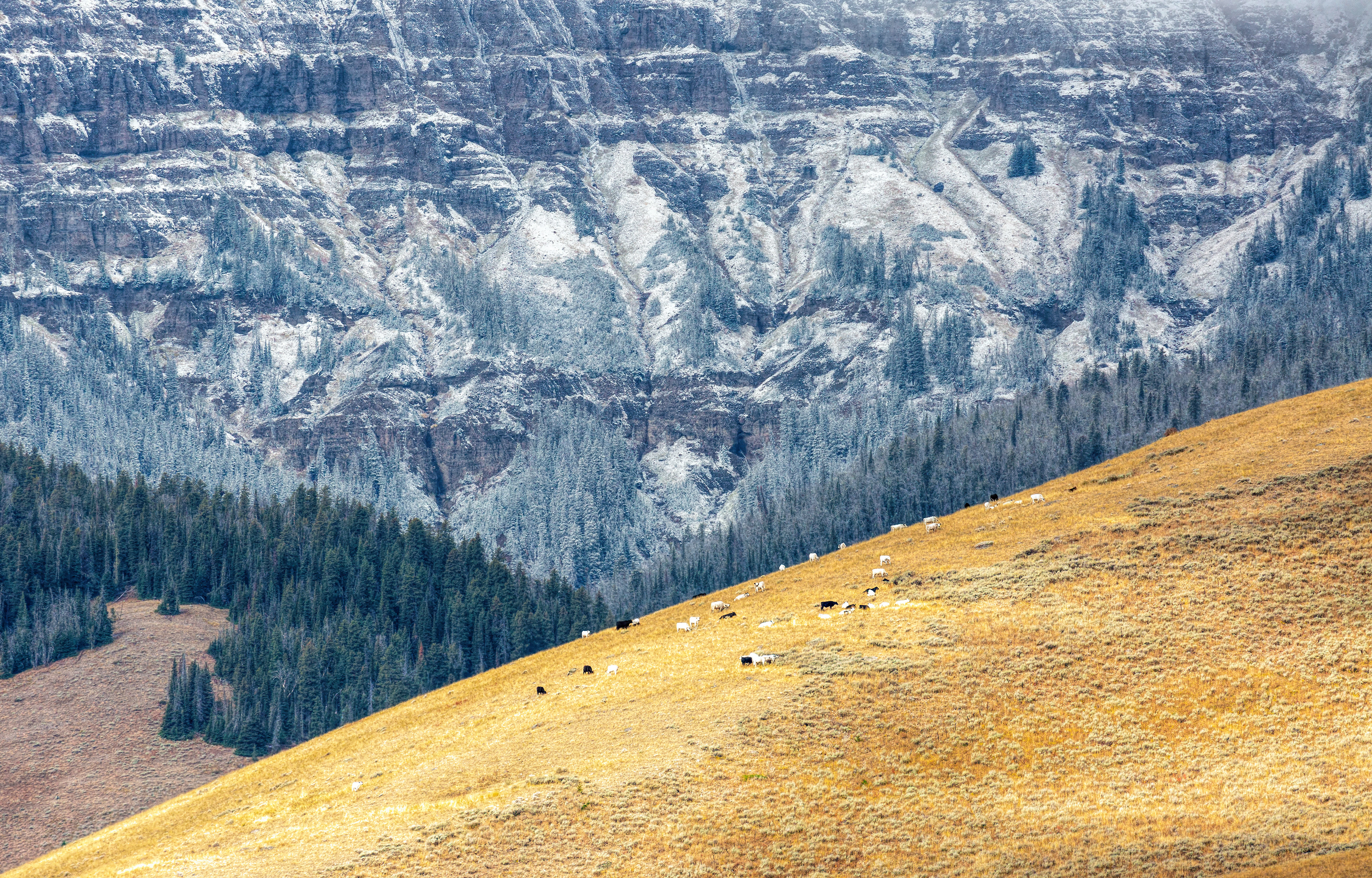 Grazing on a Hill