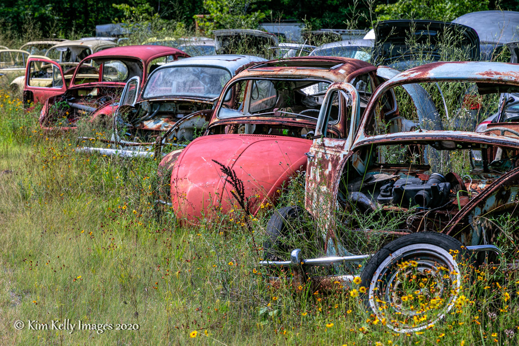 Beetle Burying Ground