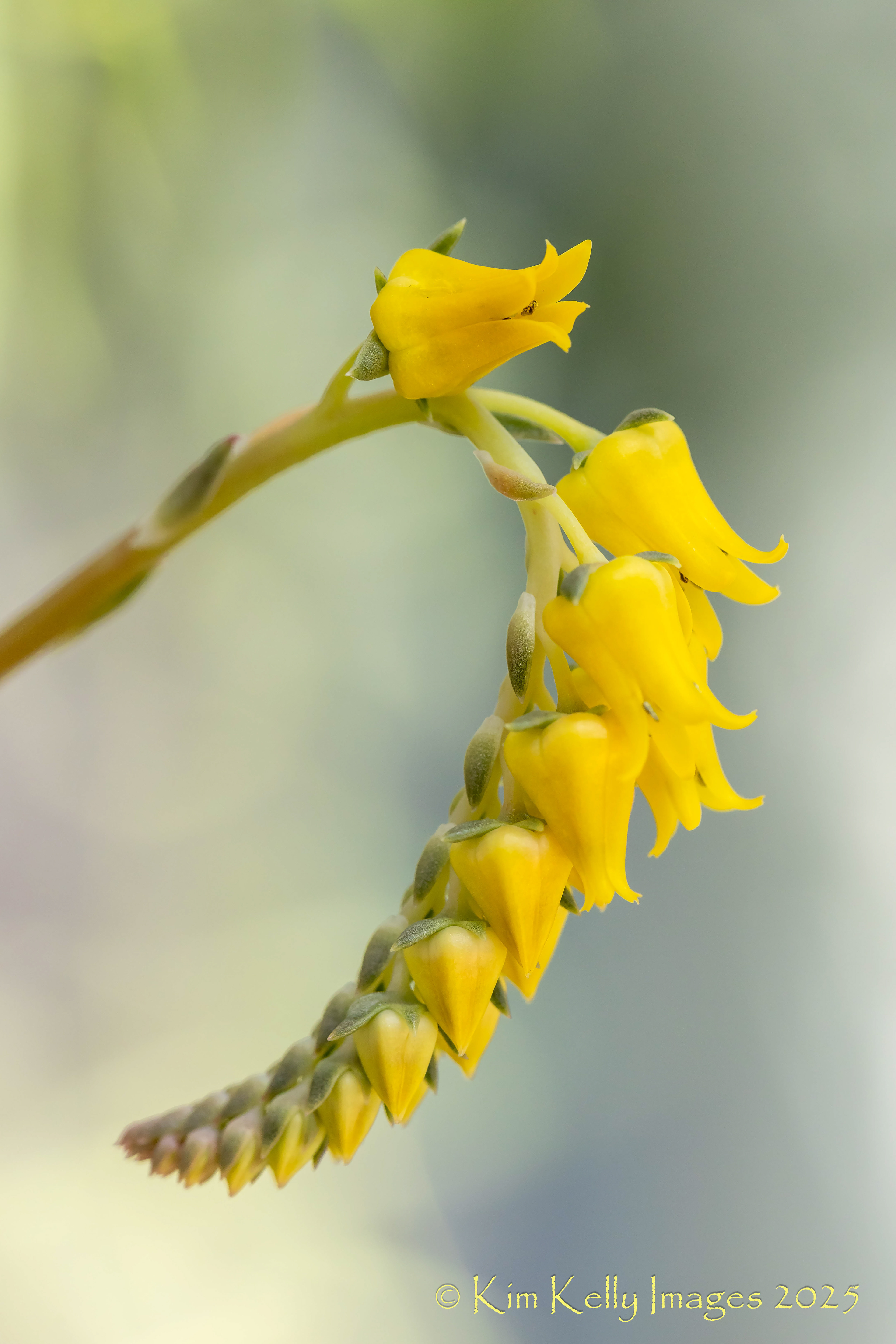 Cascade of Yellow Blooms