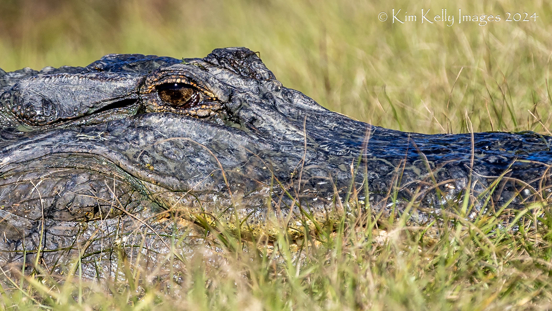 Gator Stare