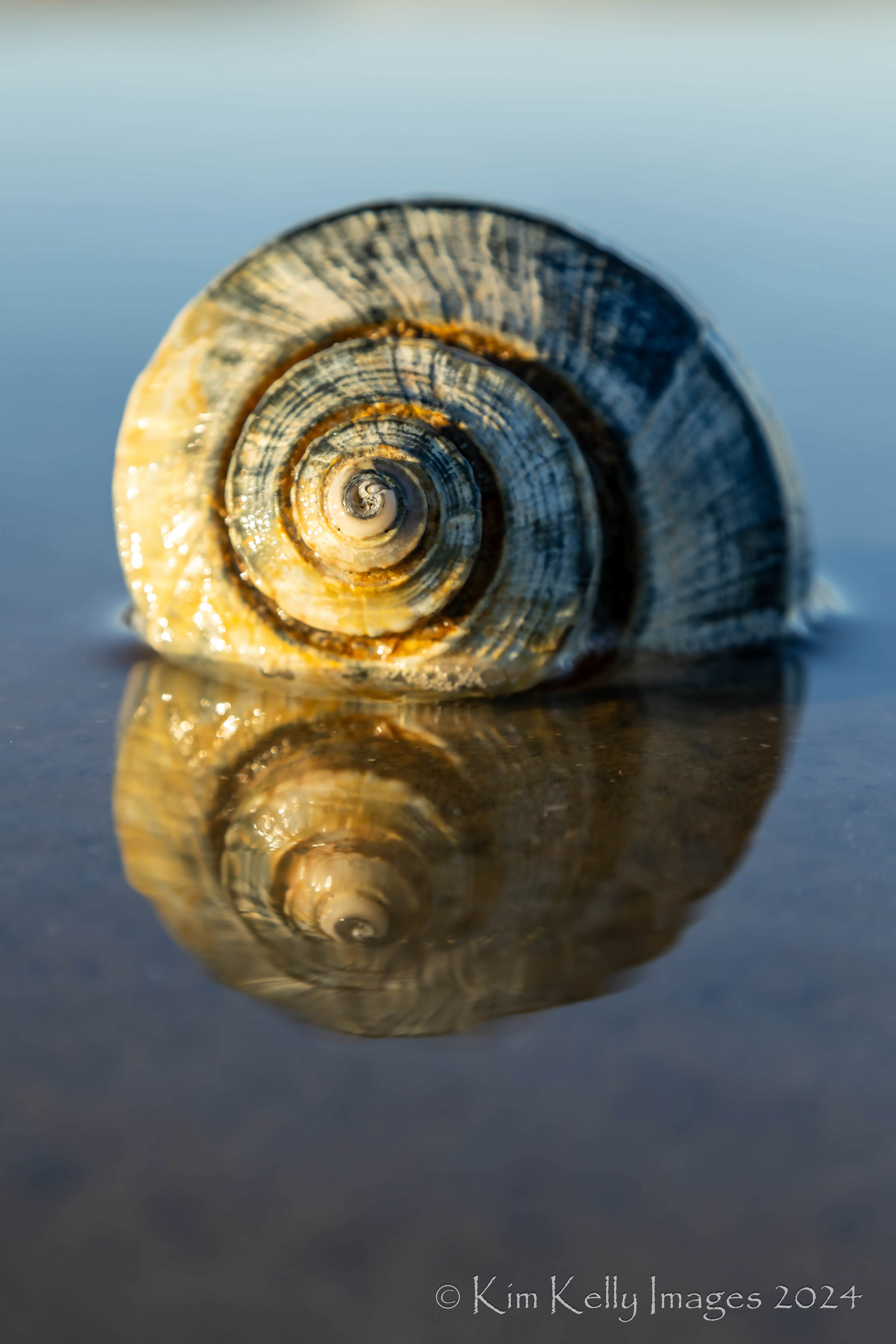 Spirals of a Whelk