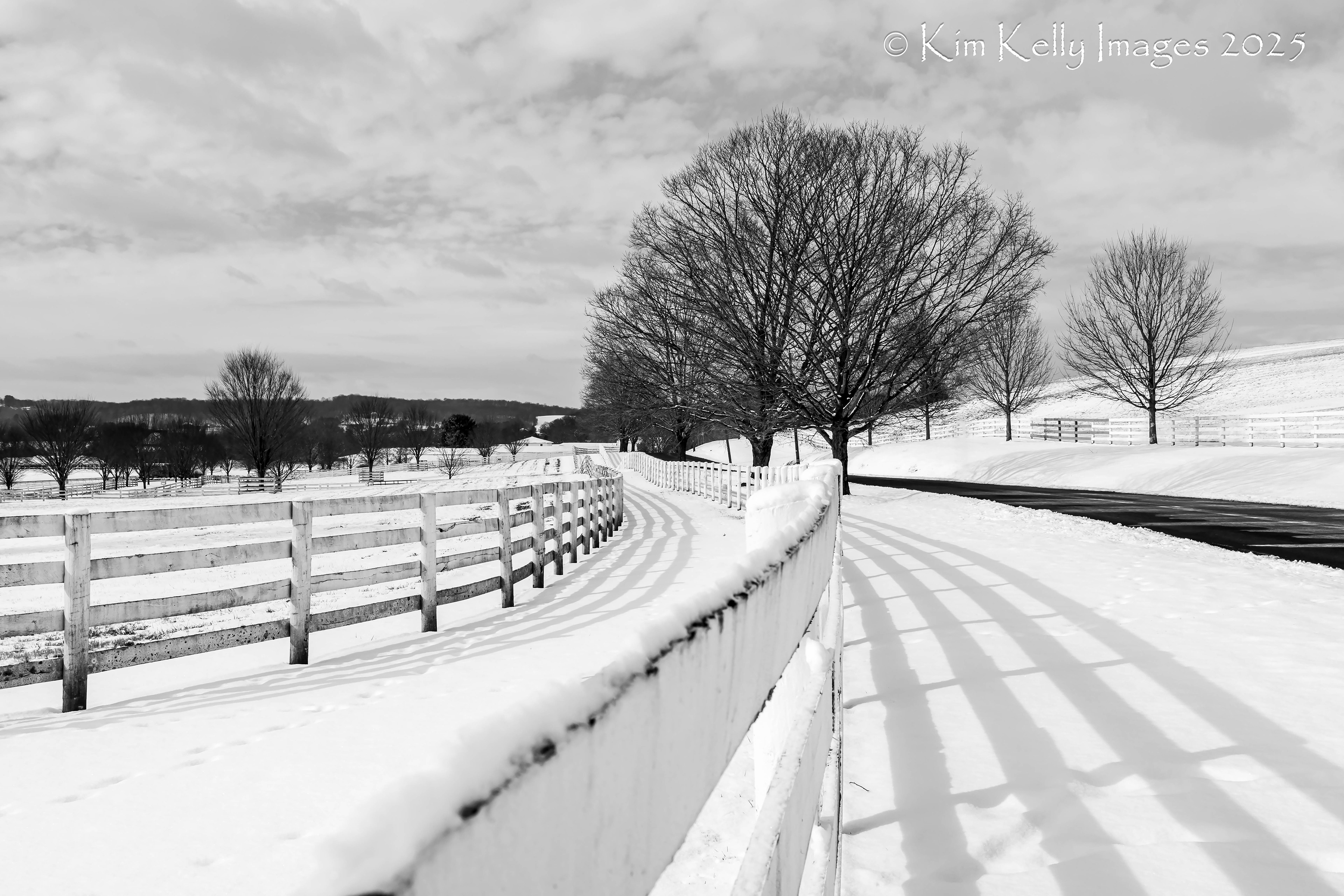 Shadow Fences and Winter Trees