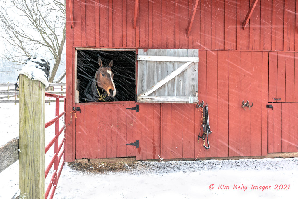 Hunkered Down in the Barn