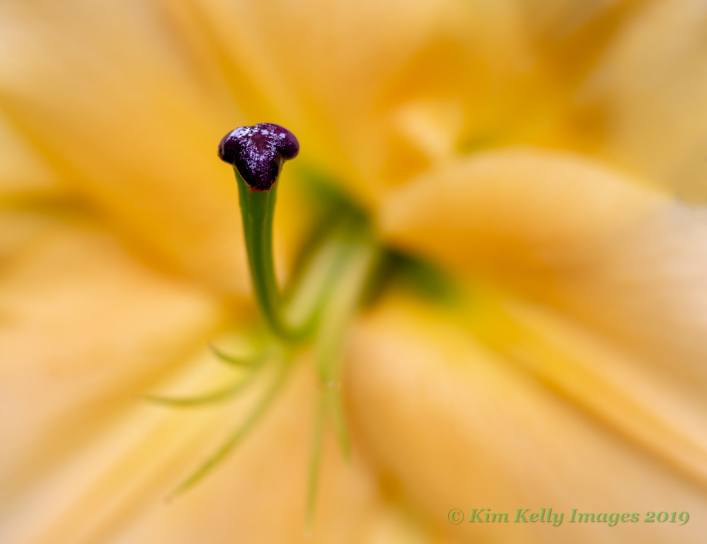 Lily Stigma