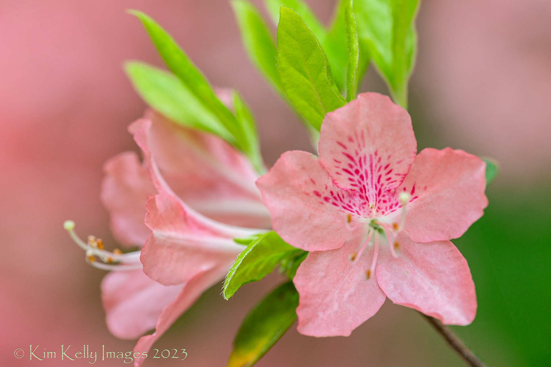 Azaleas in Salmon