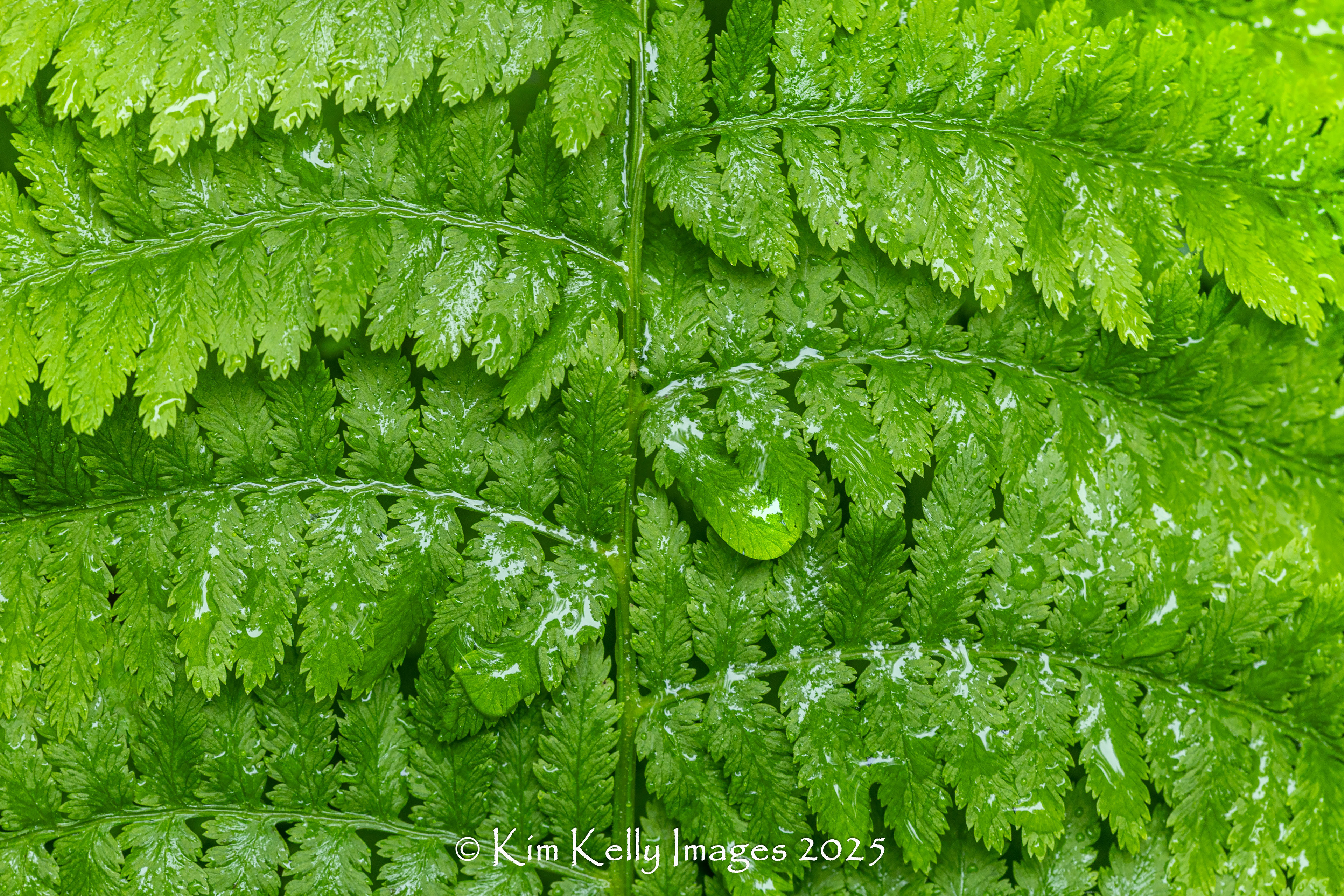 Rain Soaked Fern