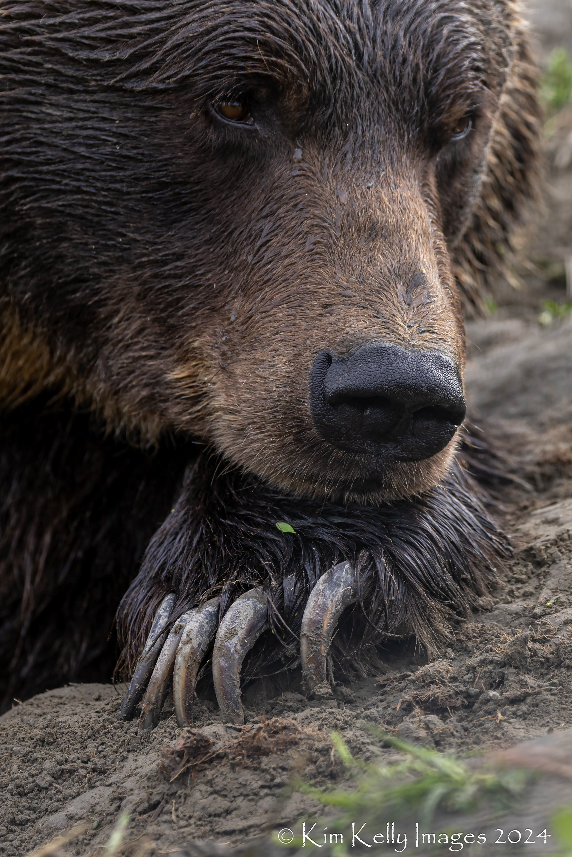 Bear Claw