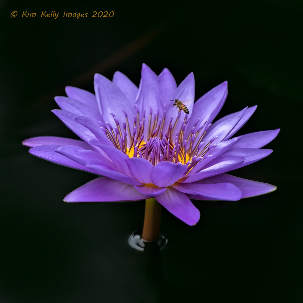 Purple Water Lily Gets a Visitor