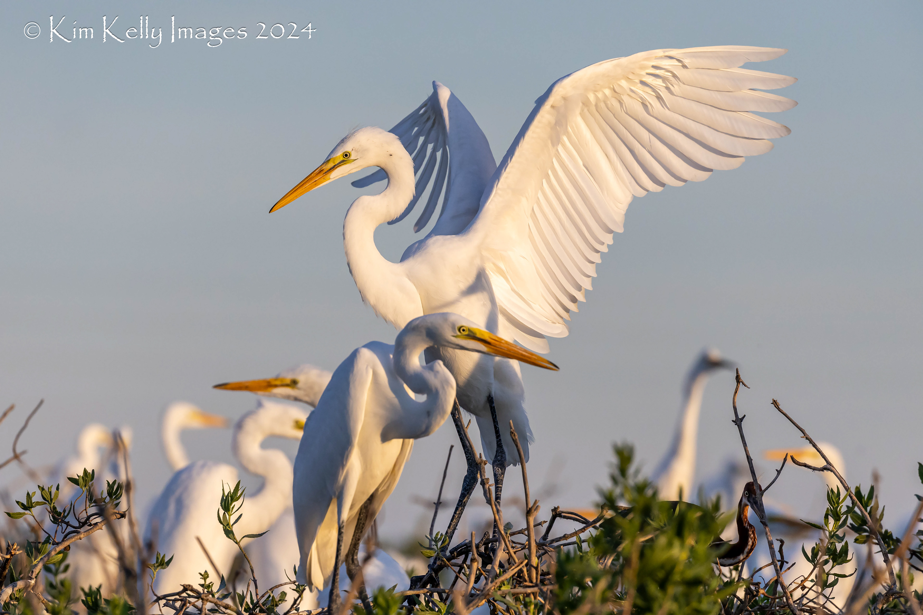 Cleared for Landing at the Rookery