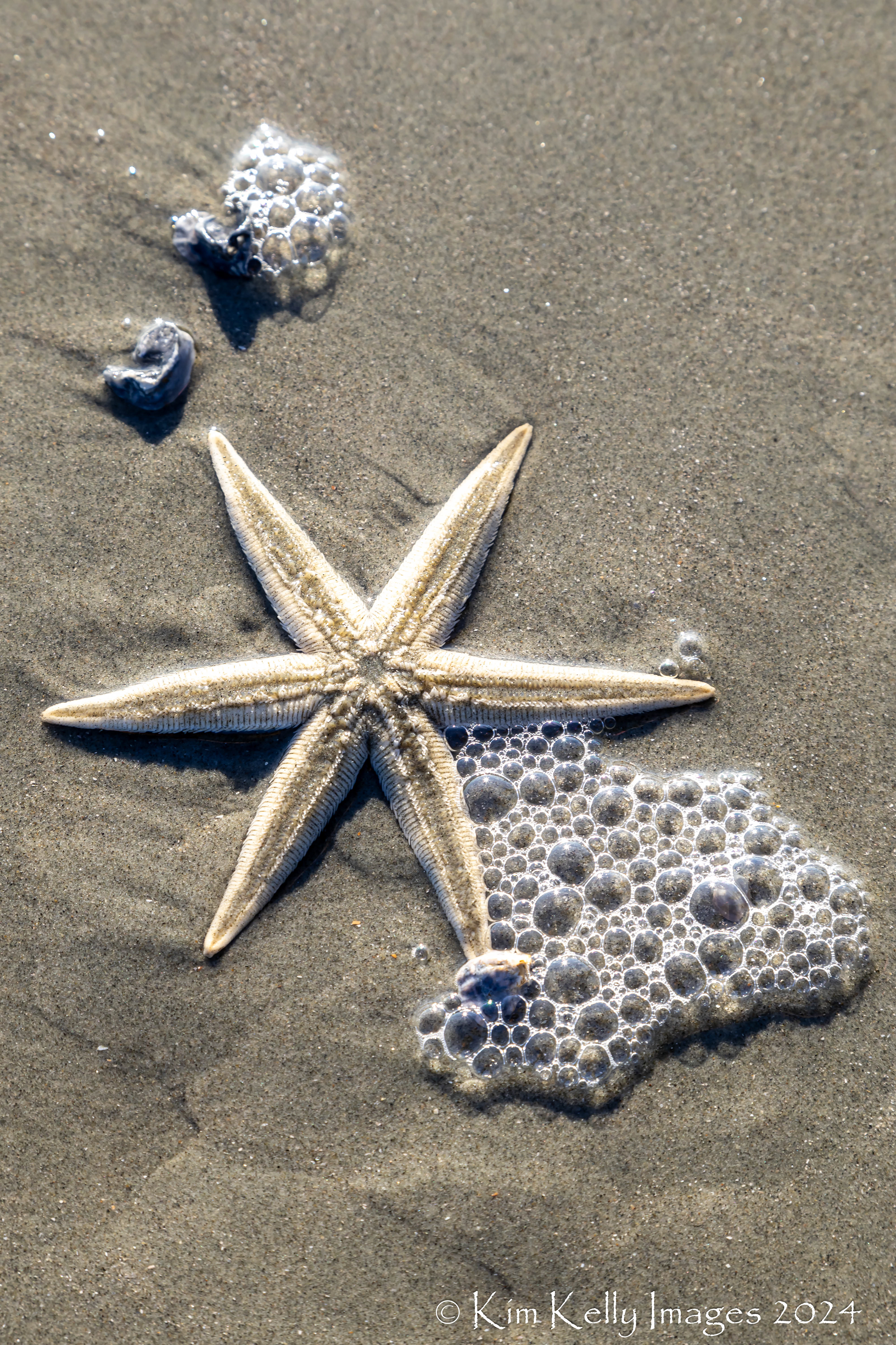 Bubbles Trapped by Starfish