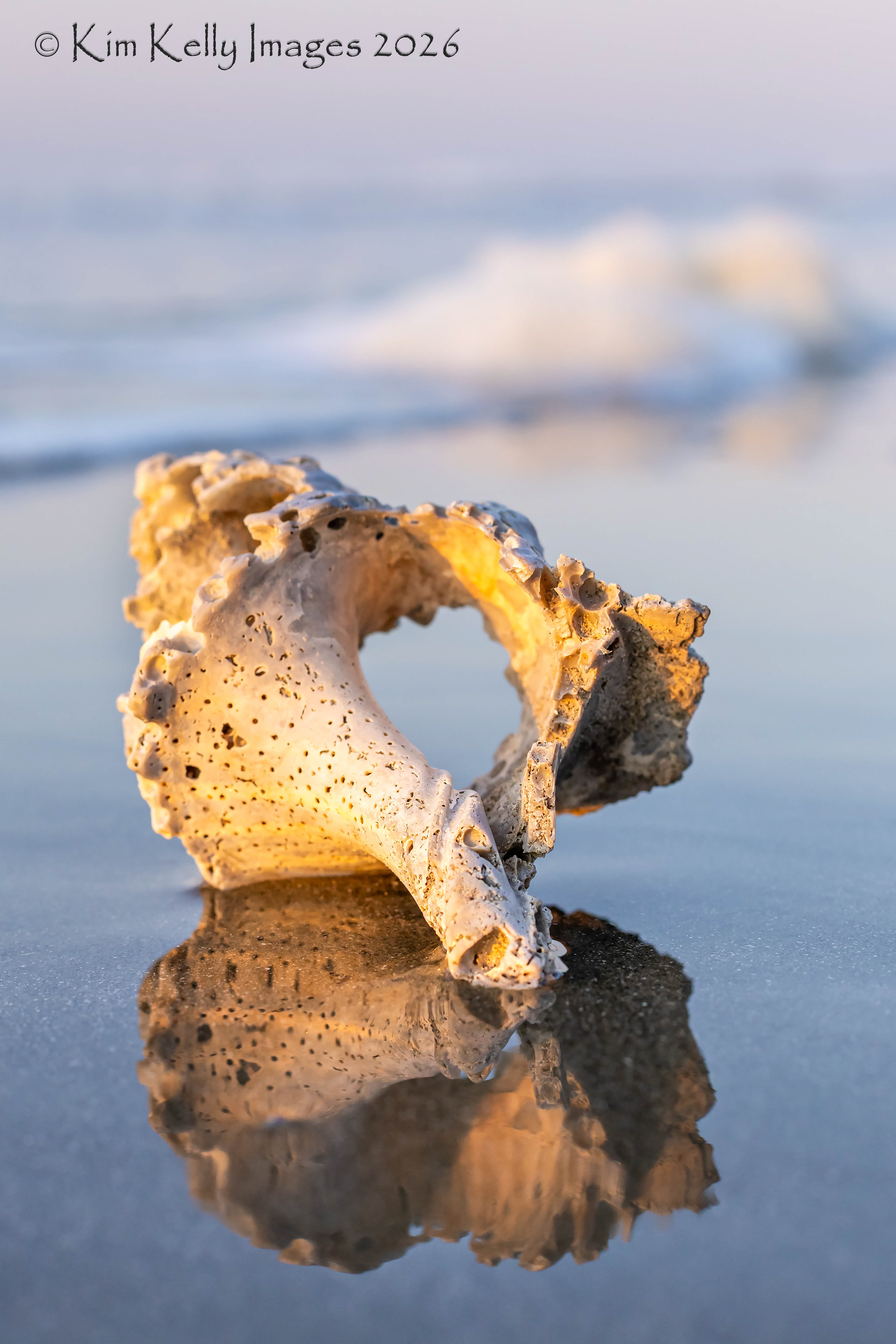 Horse Conch Reflected