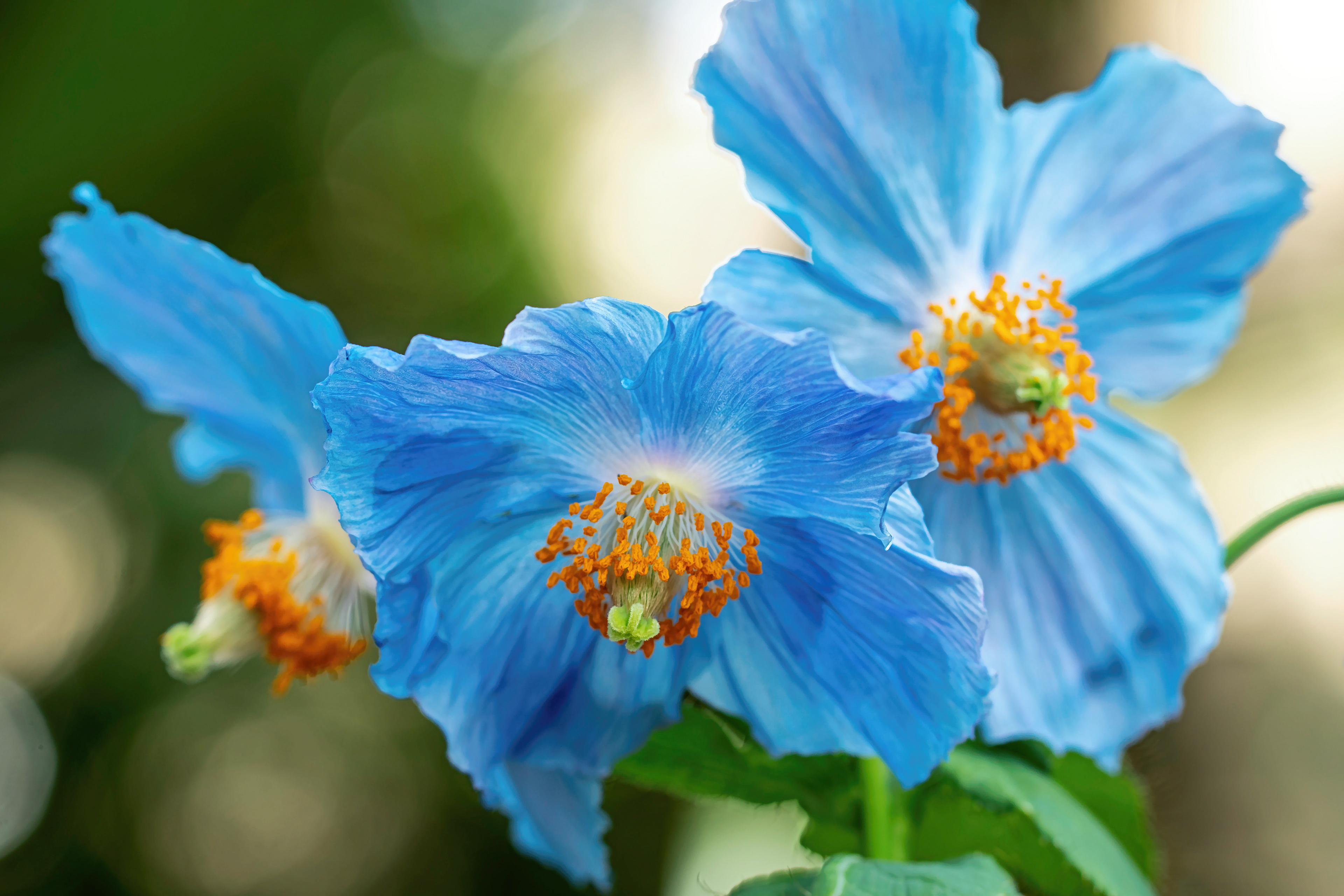 Blue Trio