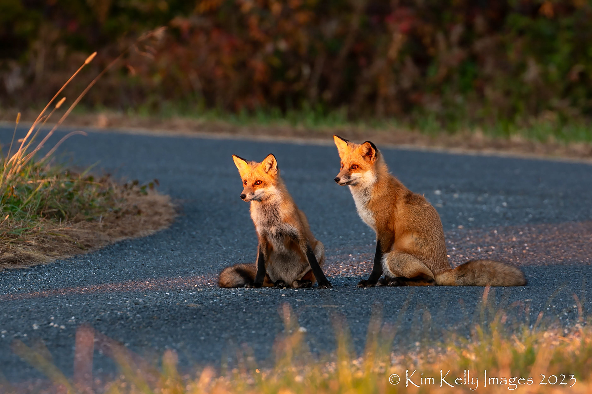 Foxes Warming Up by the Morning Light