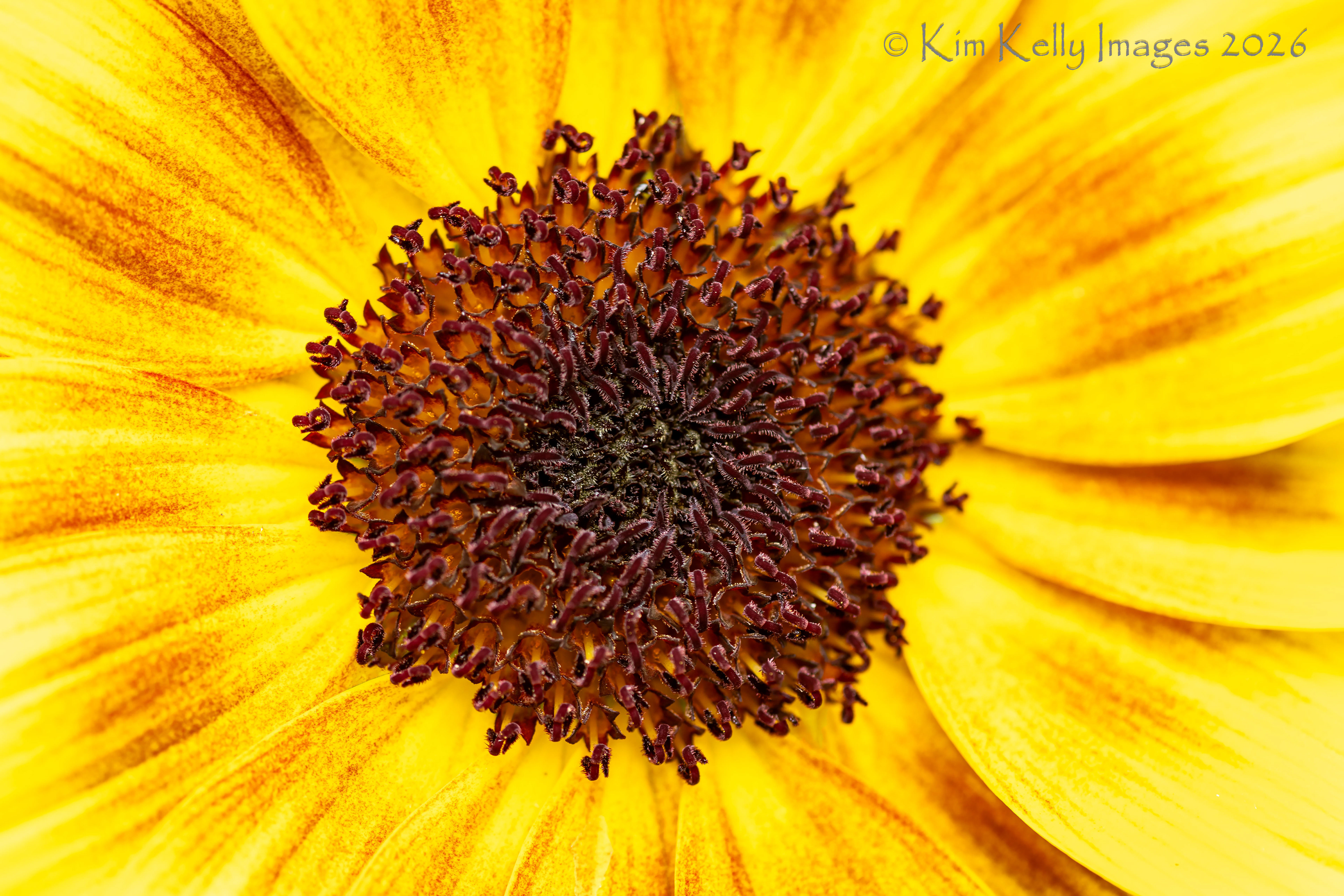 Au Centre du Fleur