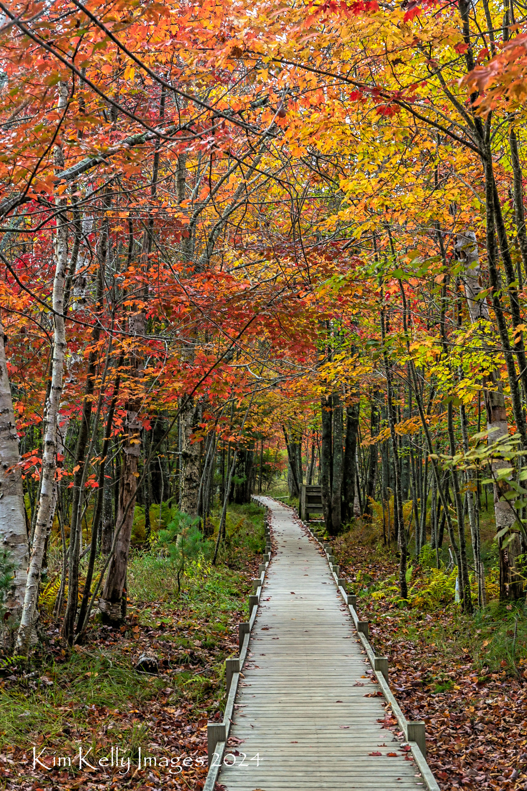 A Colorful Stroll on Jesup Path - Acadia NP