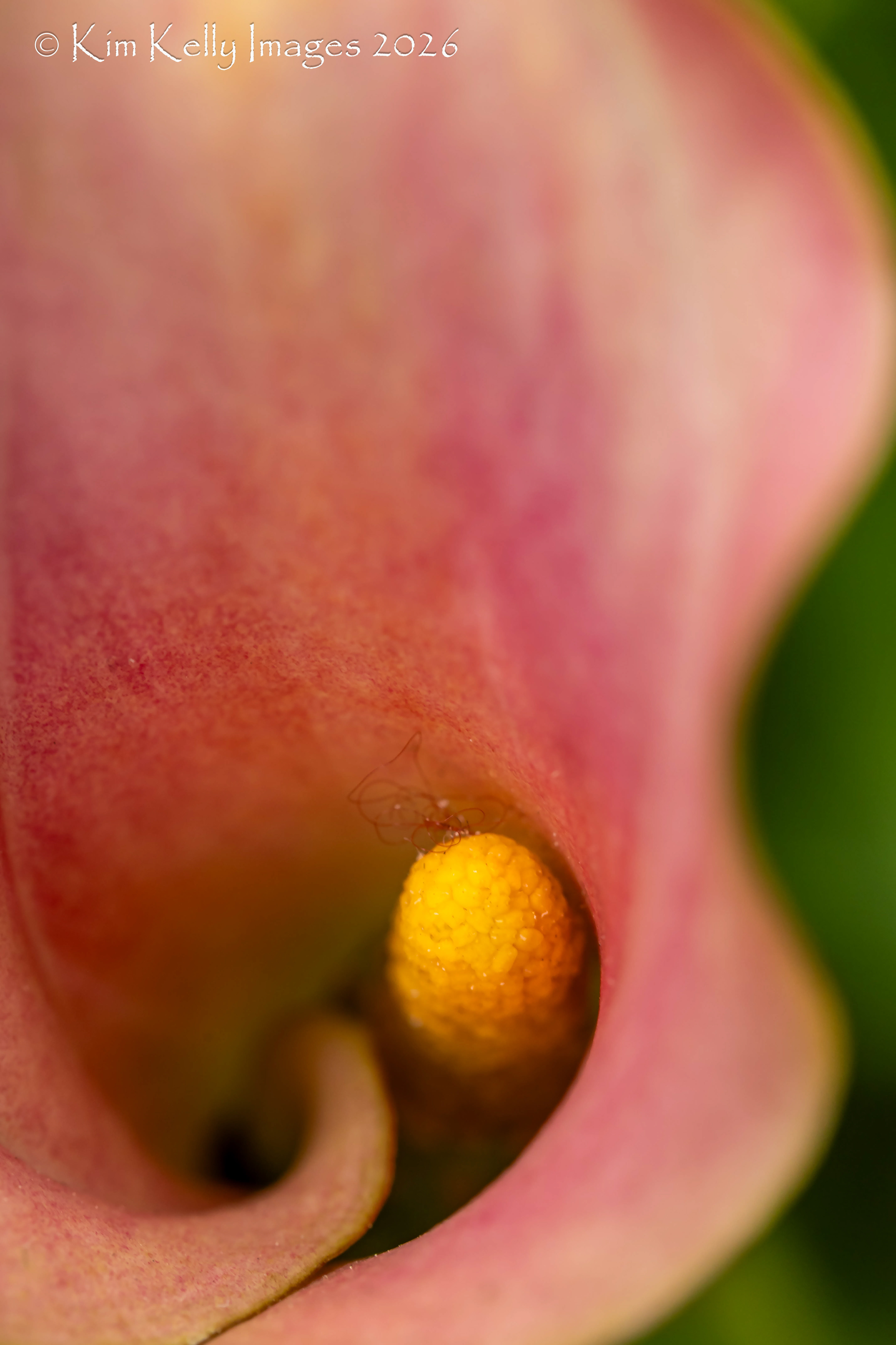Curvaceous Calla Lily