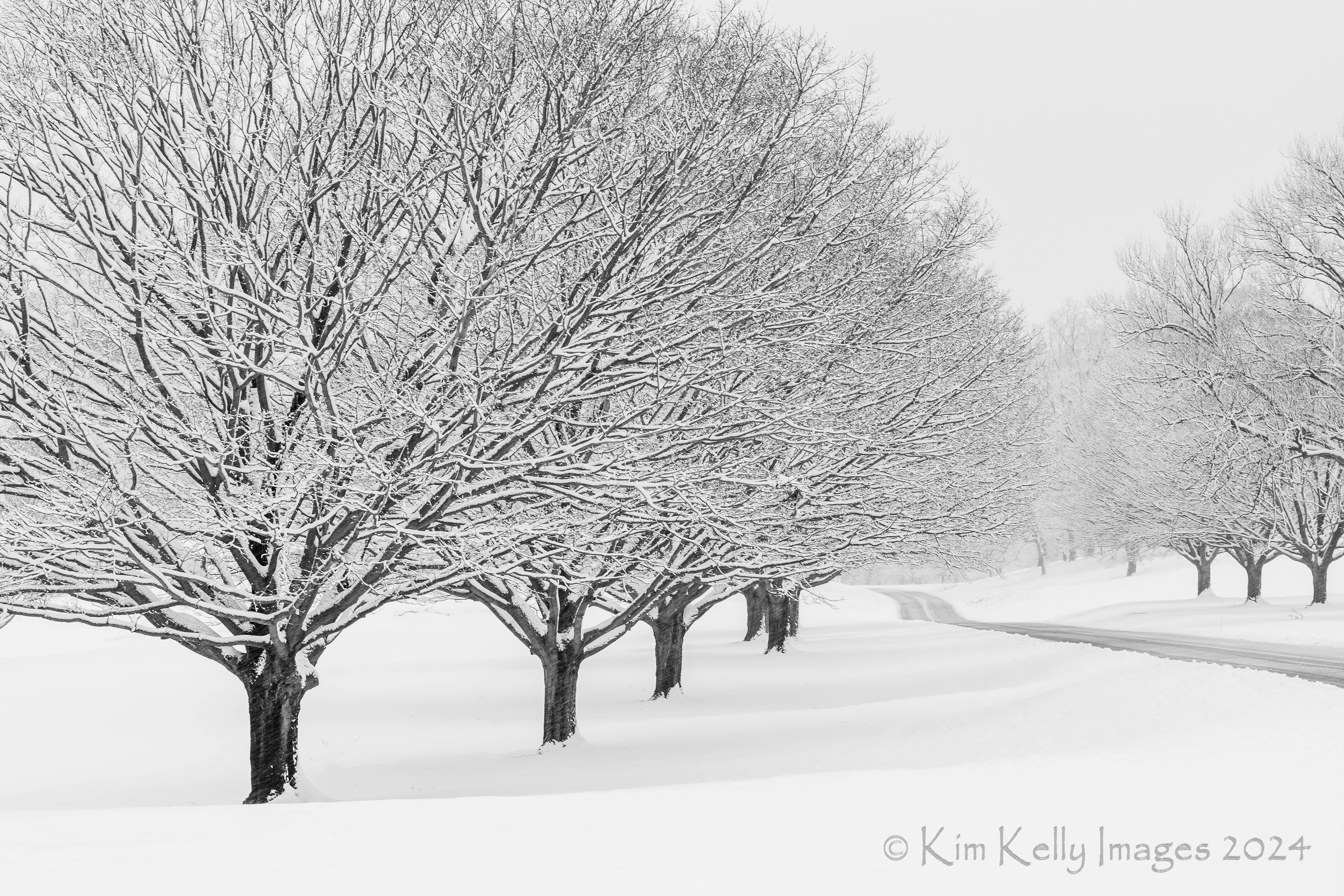 Freshly Fallen Snow on Treeline