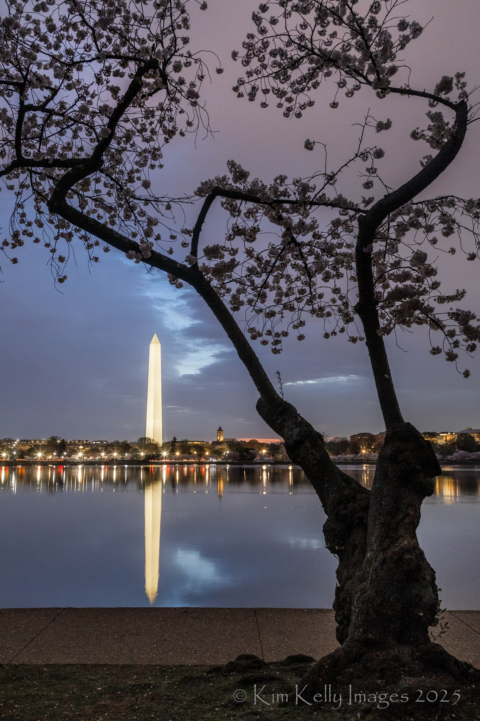 Monuments and Cherry Tree Branches