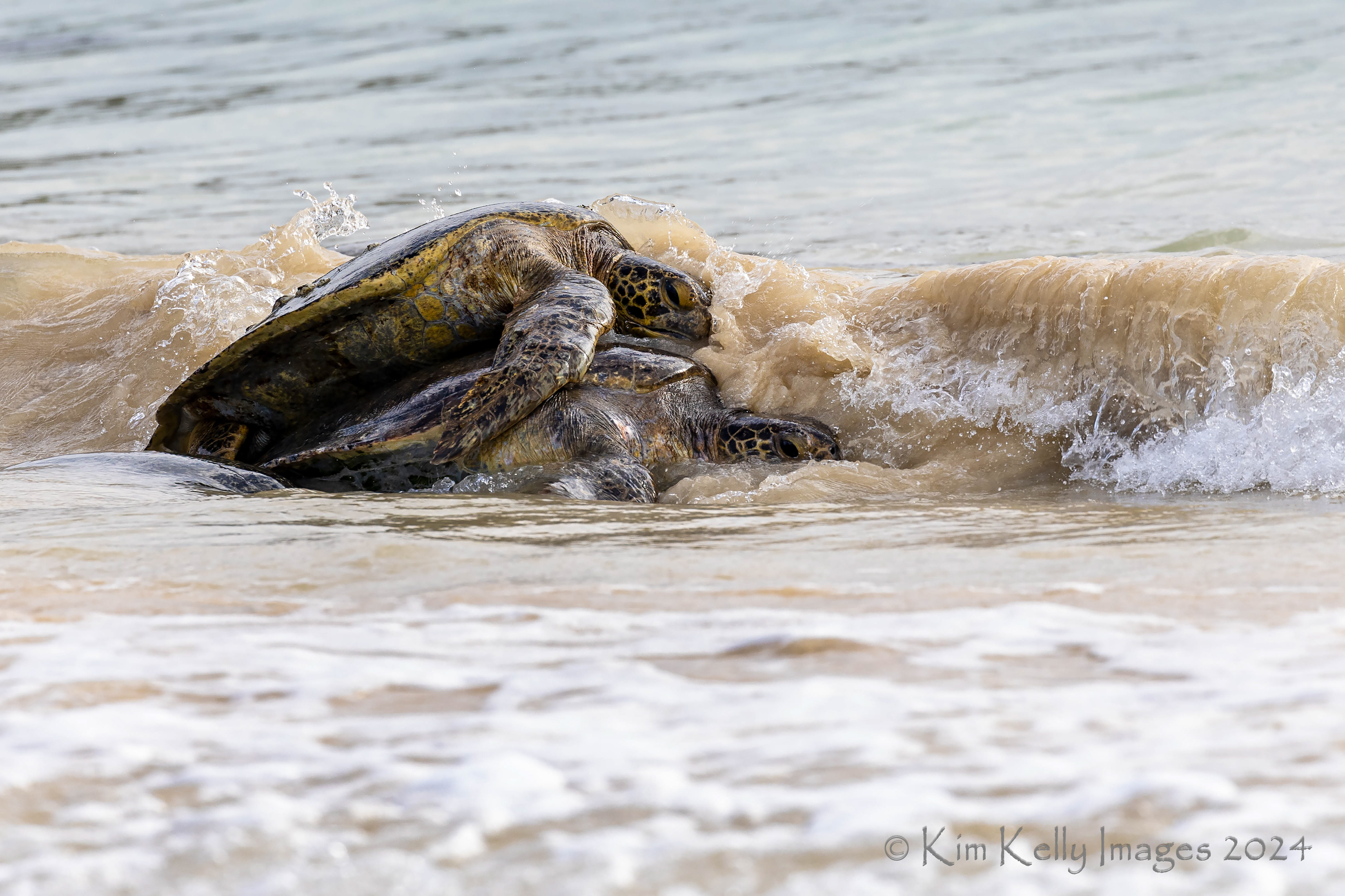 Mating Green Sea Turtles in the Surf
