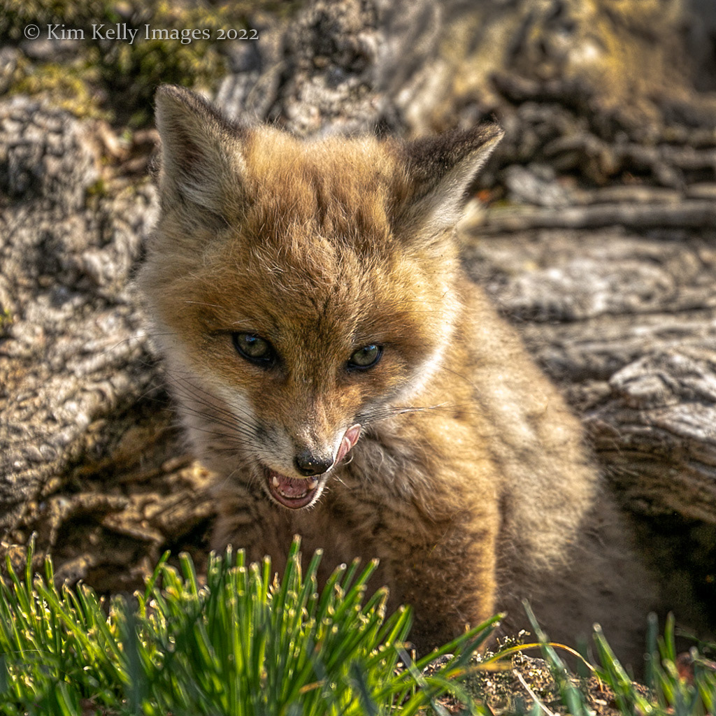 Gnarly Fox Kit