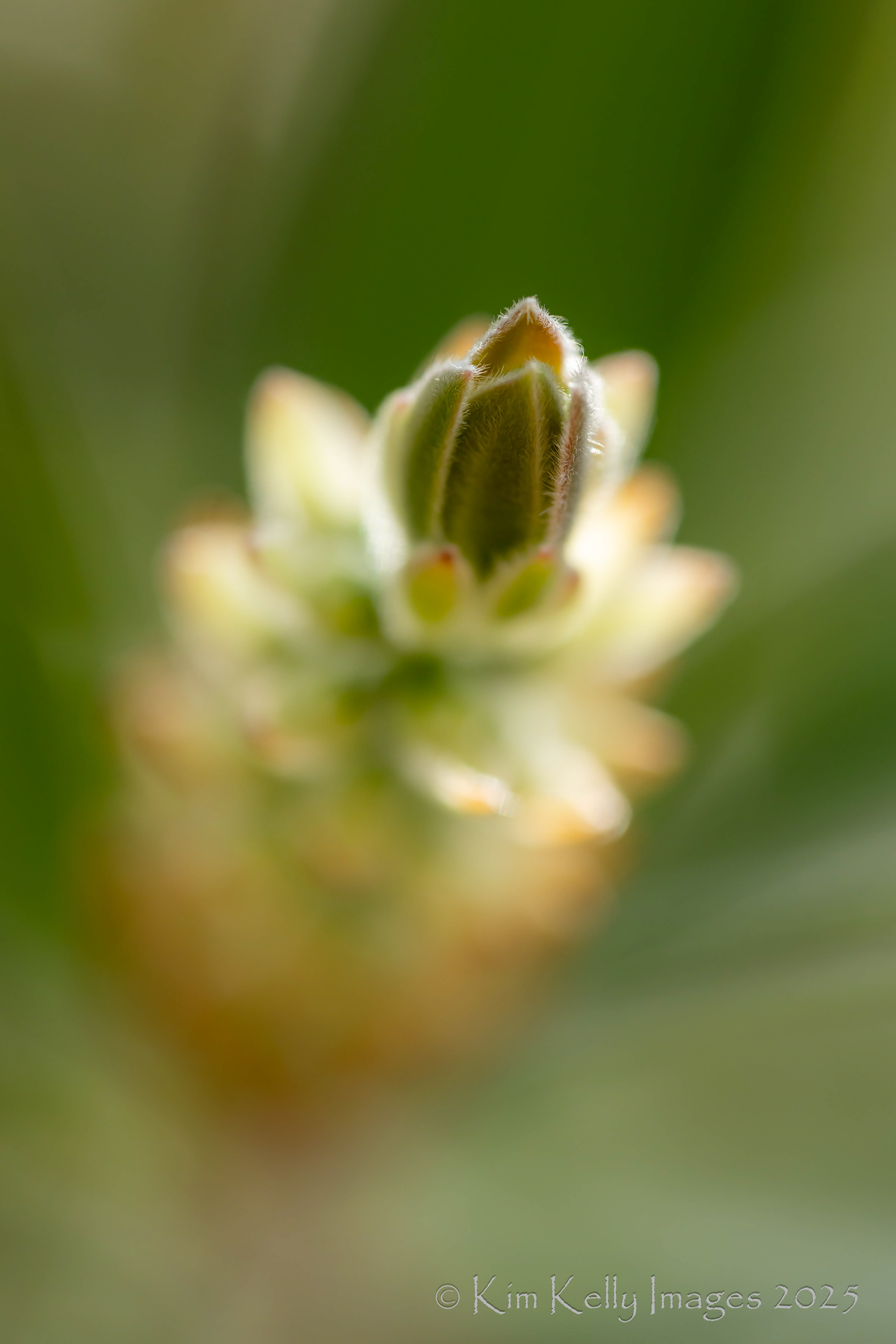 Awakening Bottlebrush