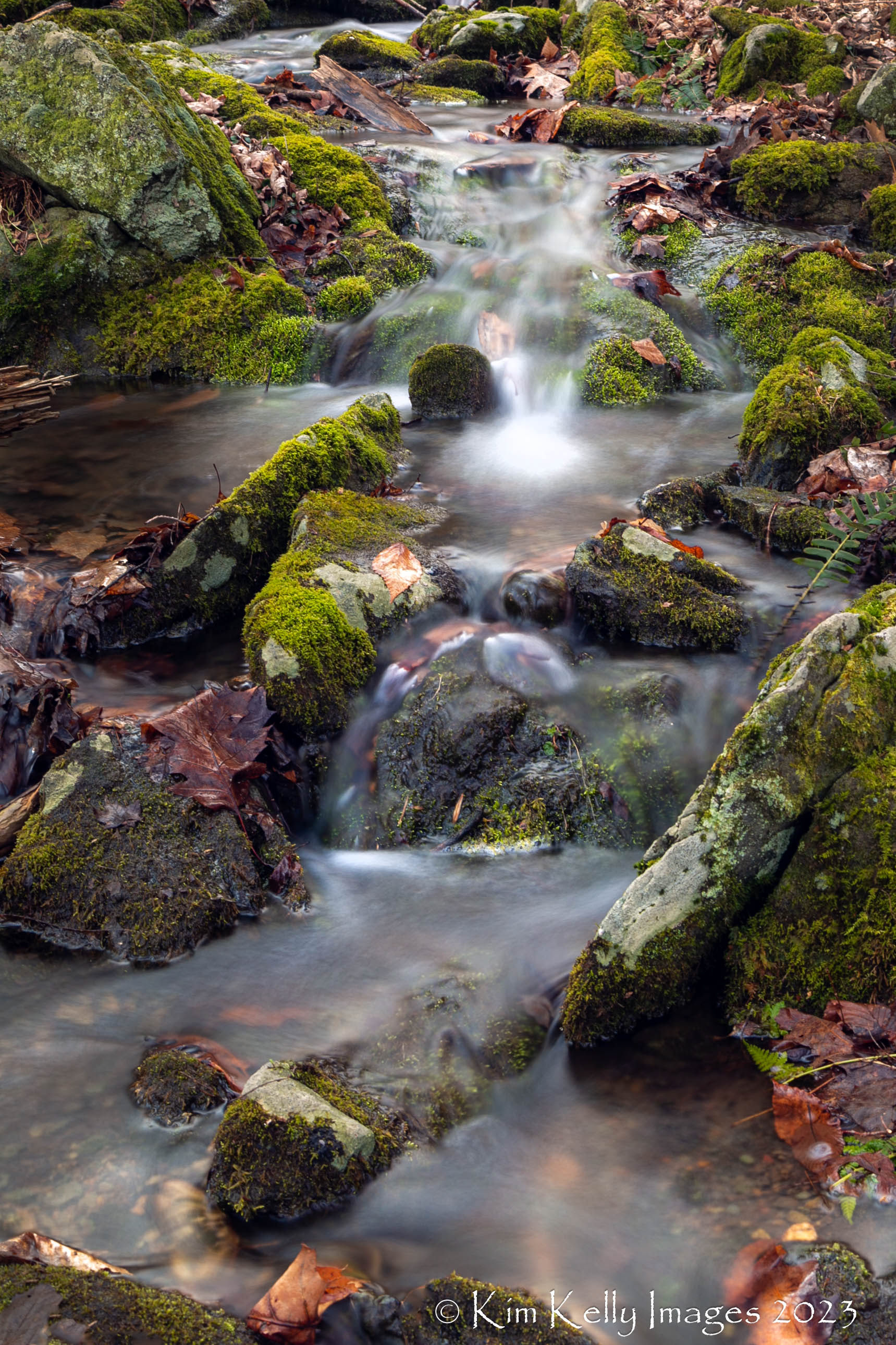 Moss Covered Stones in a Silky Stream