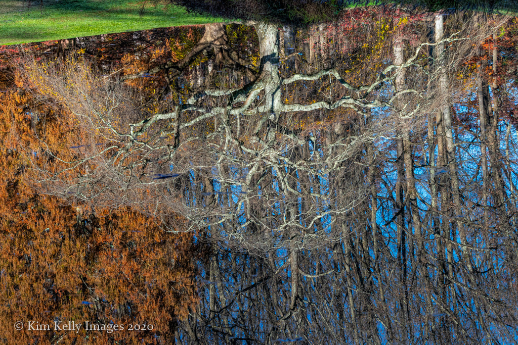 Reflection of a Barren Tree