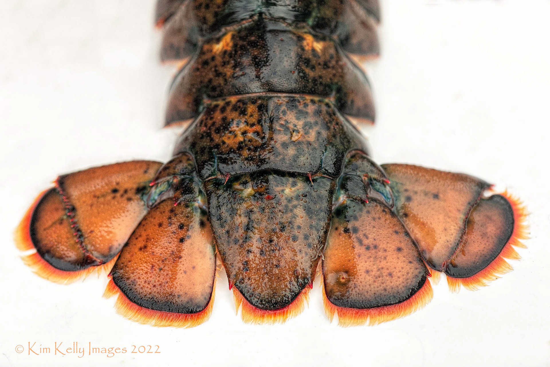 Lobster Tail