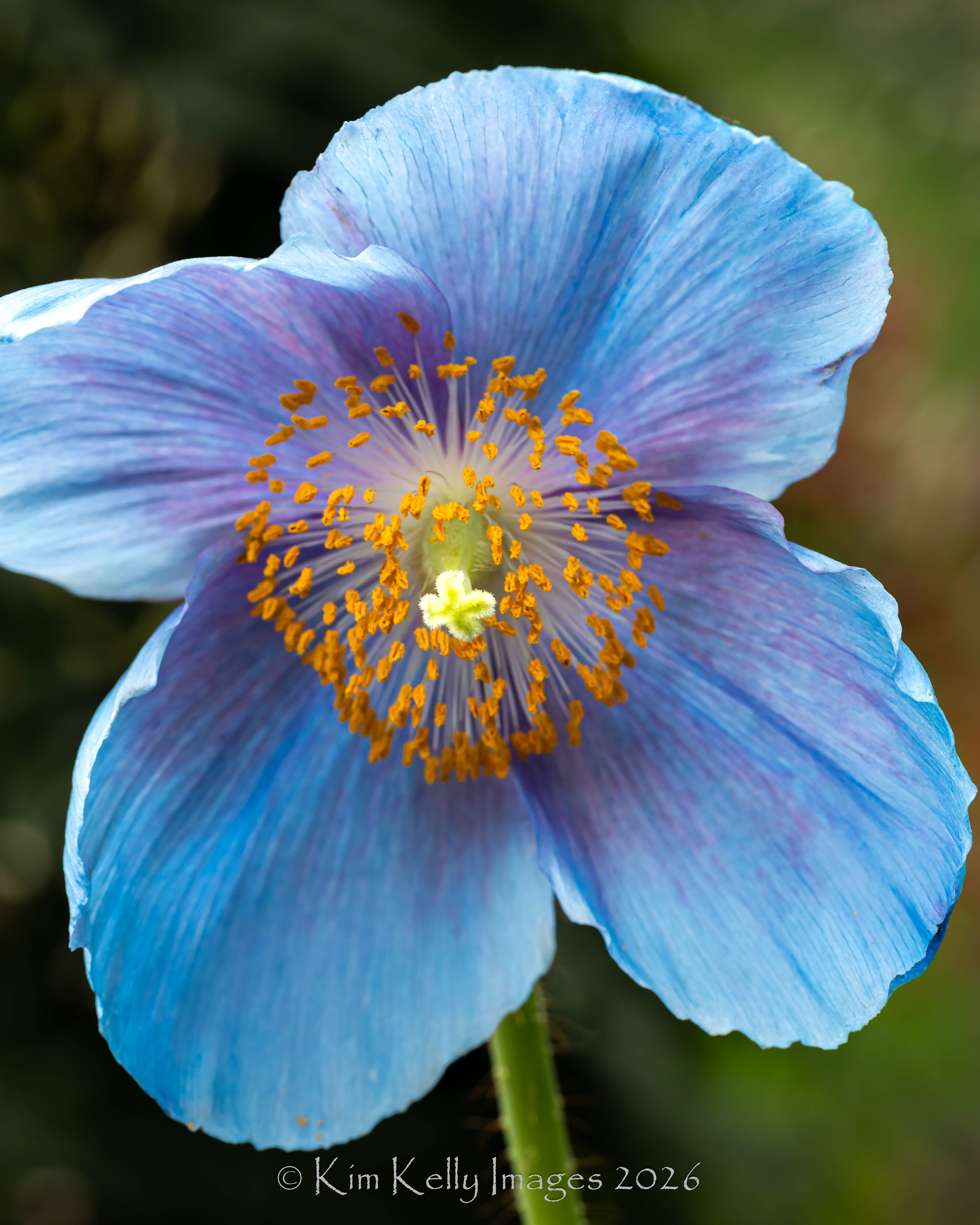 Blue Poppy #6