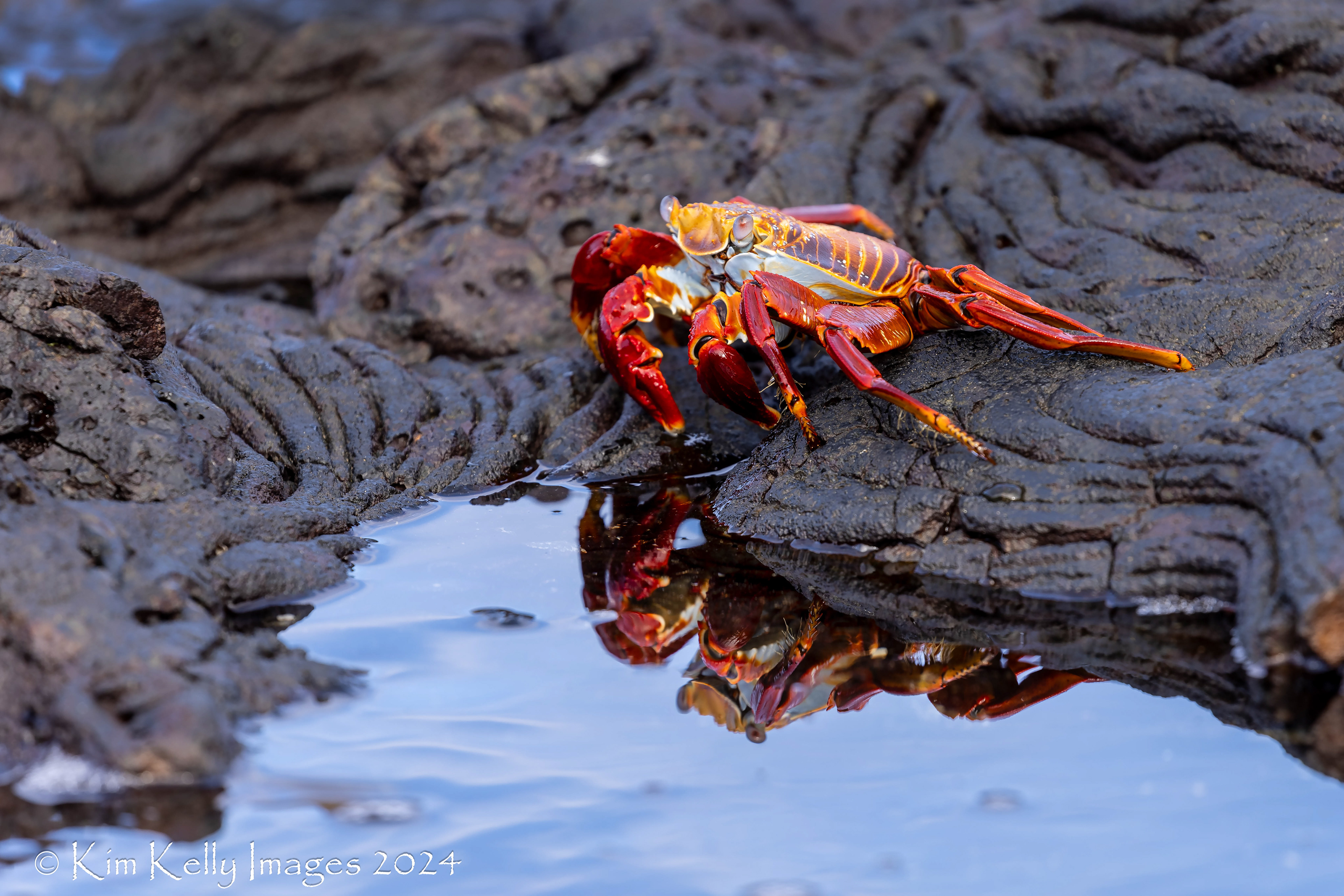 Sally Lightfoot Crab and Her Reflection