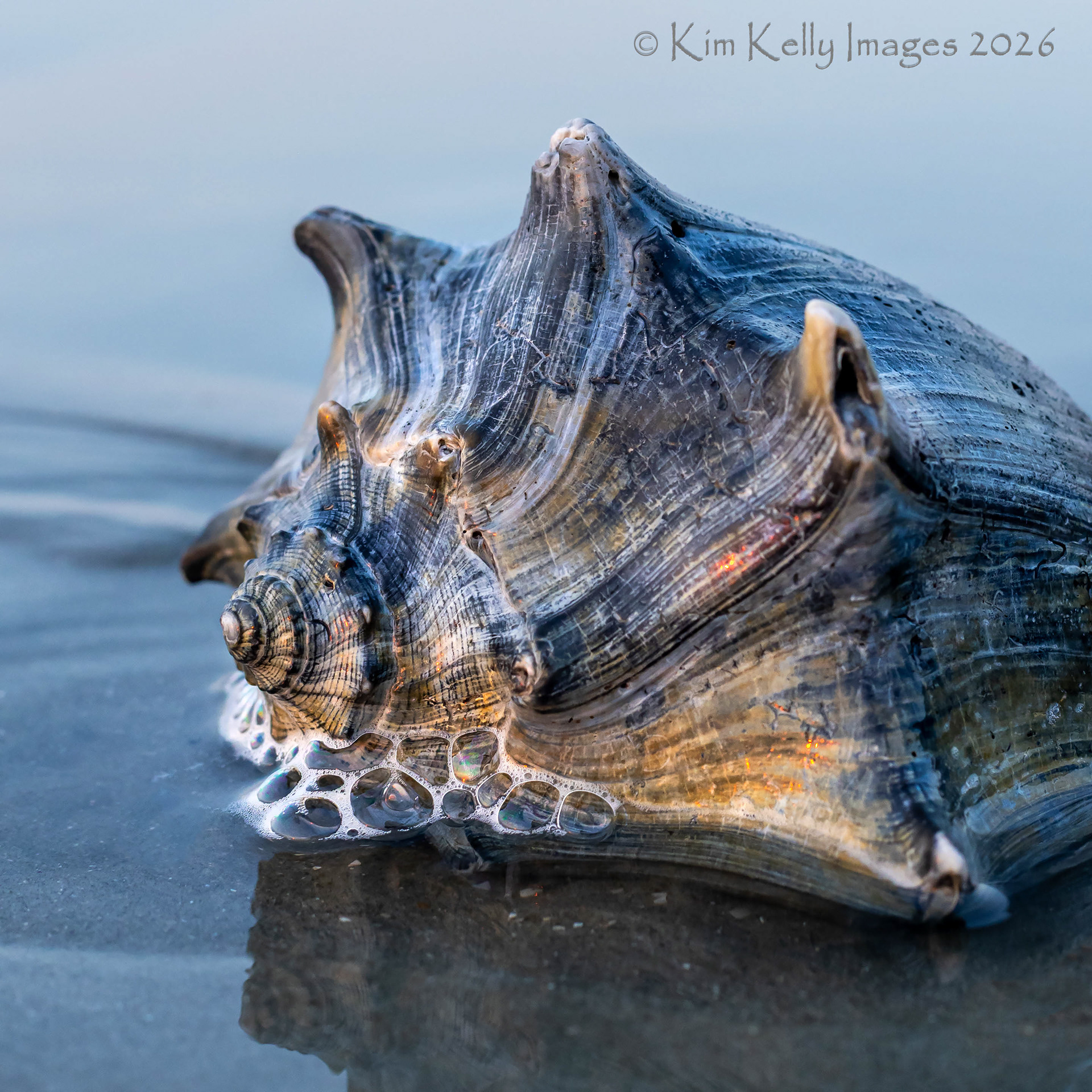 Sunkissed Whelk