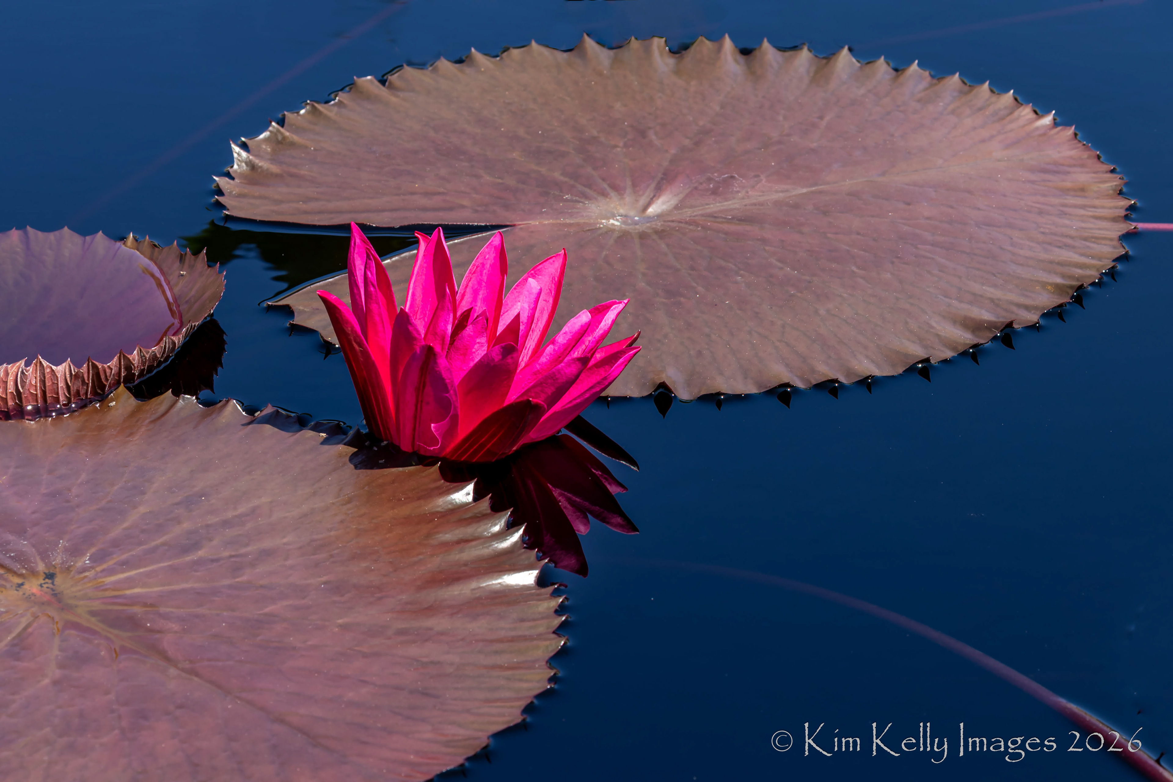 Pink Water Lily Emerges