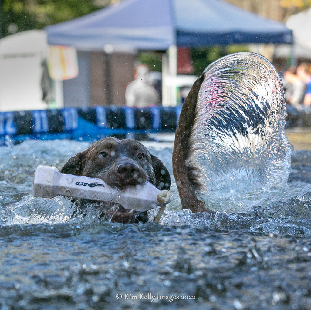 Toy Retrieved with Flair