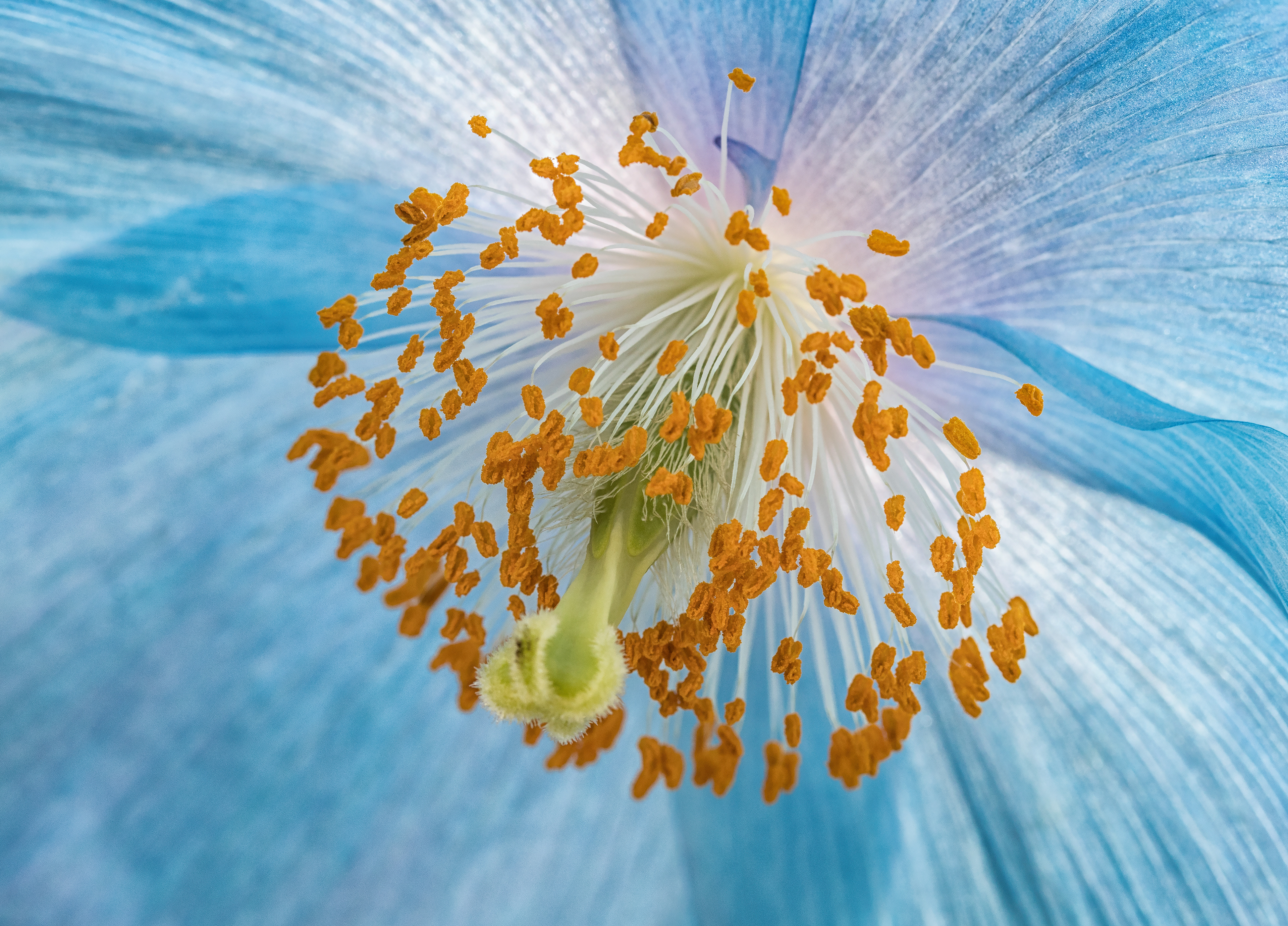 Blue Poppy