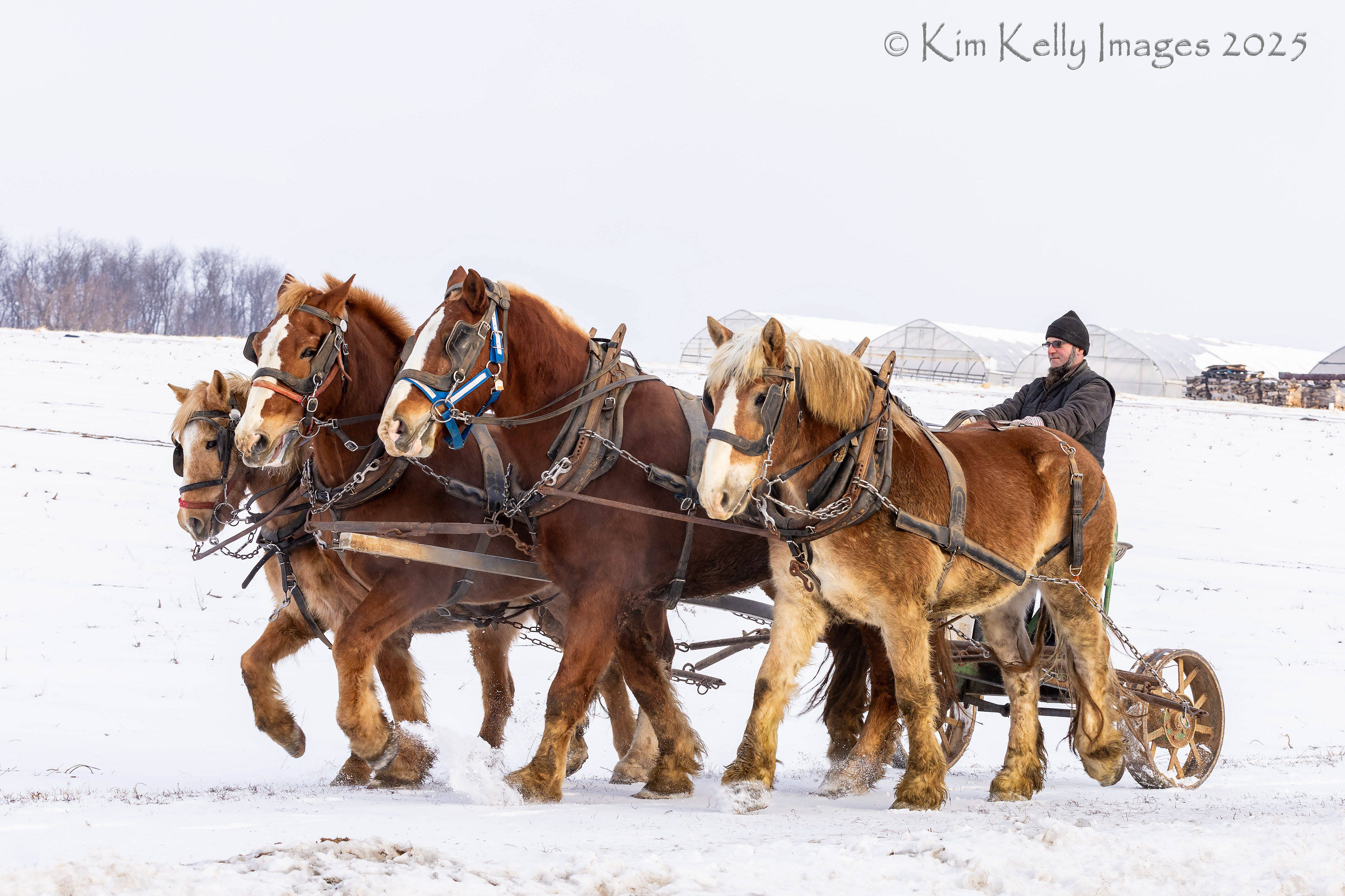 Four Horsepower in the Snow