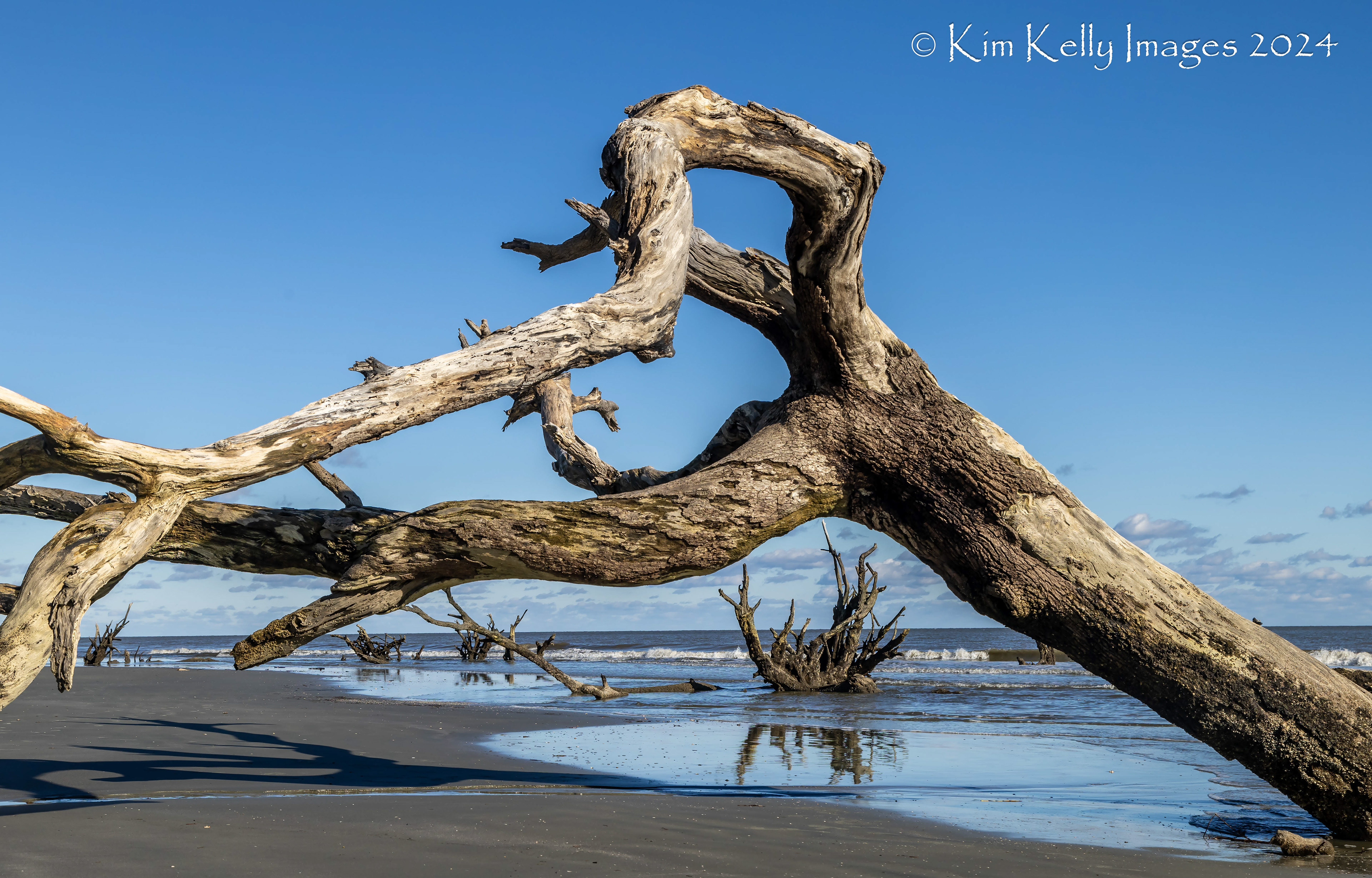 Gnarly Wood