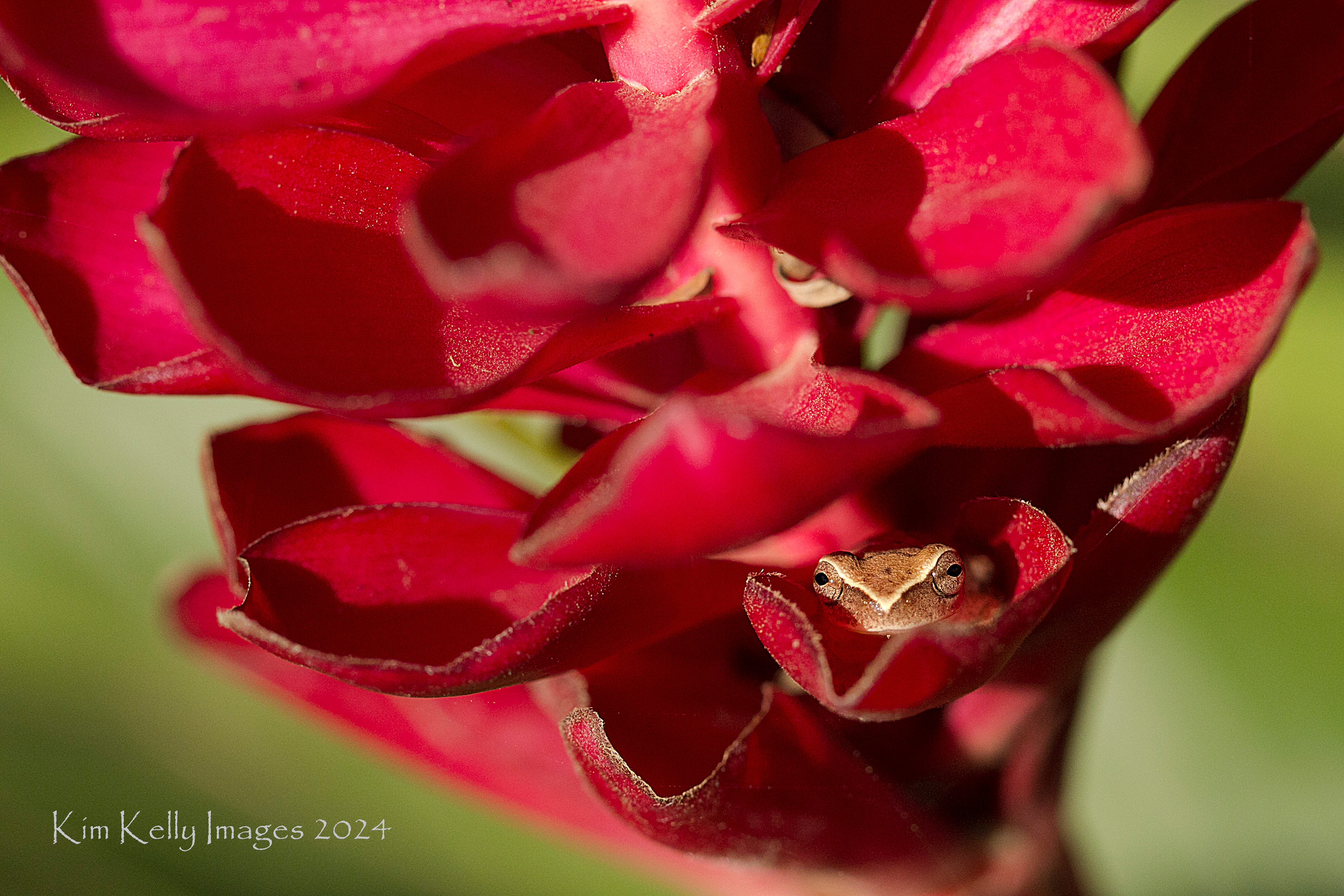 Tiny Frog in a Ginger Flower