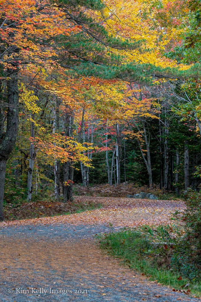 An Autumn Stroll - Acadia NP