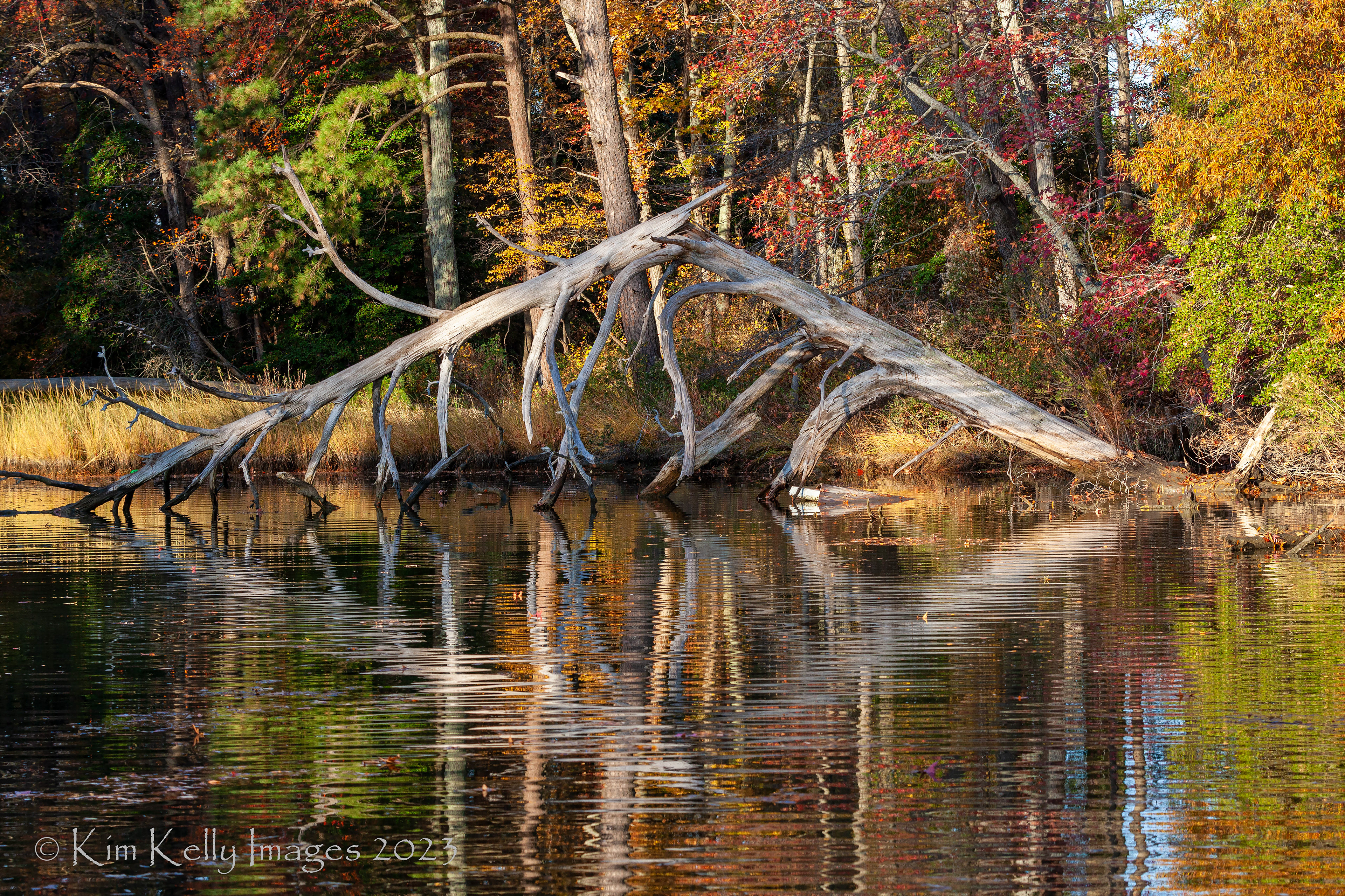 Autumn Reflection on Tilghman Creek