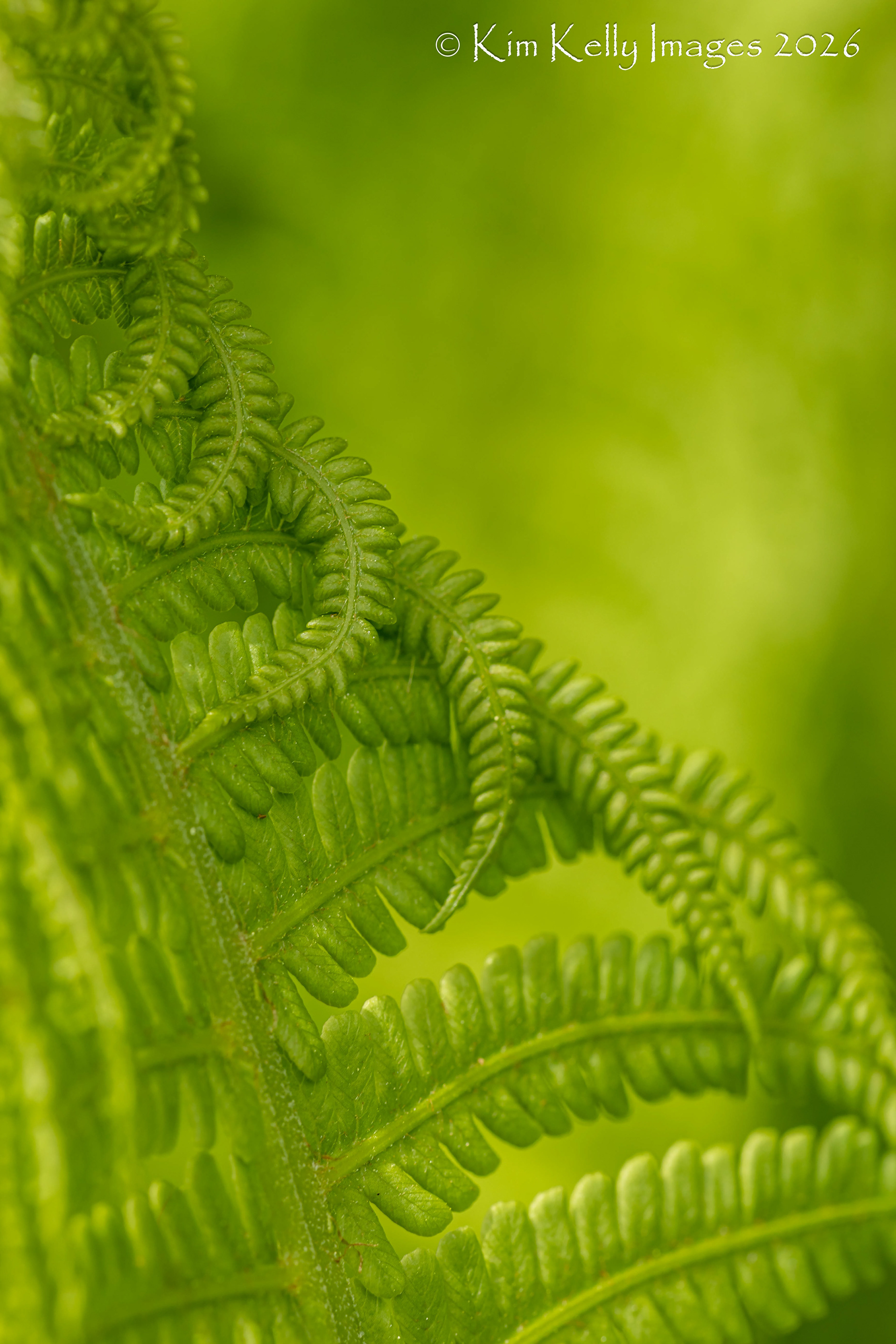 Feathering of a Fern