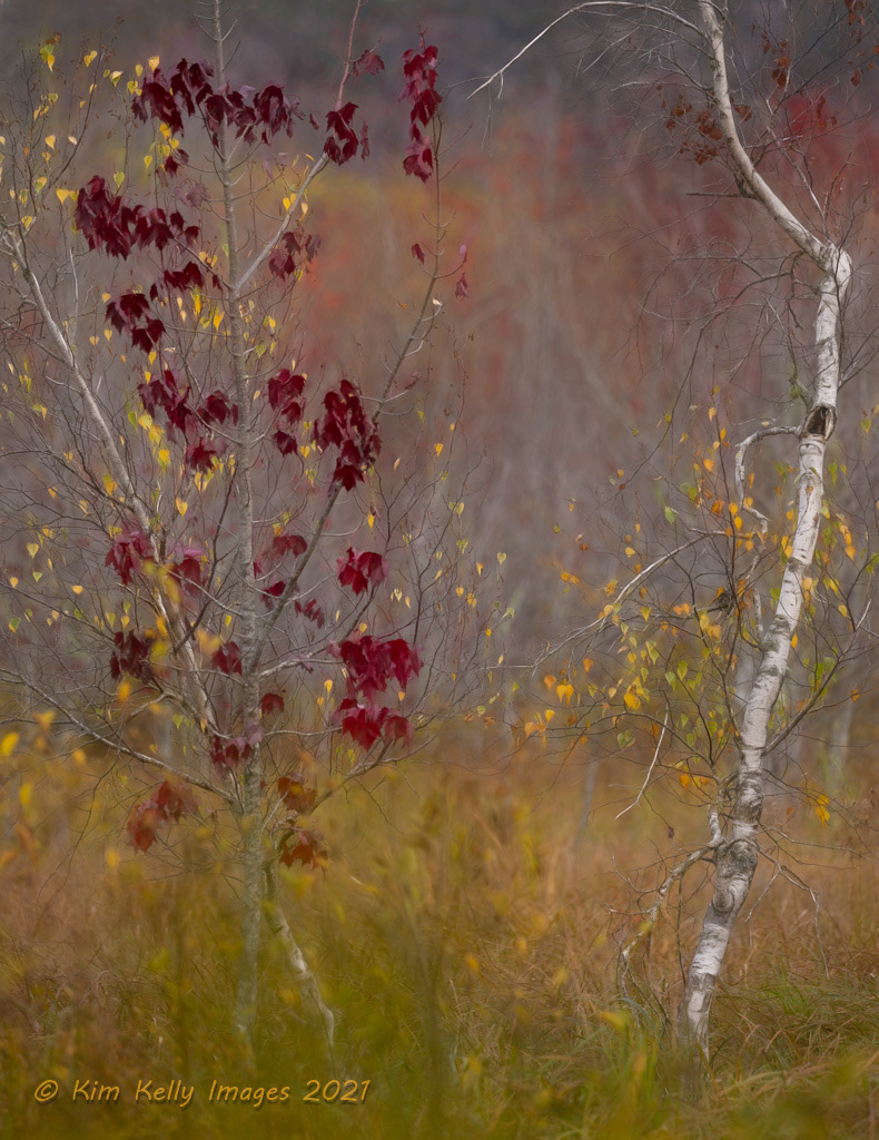 Painterly at Great Meadow