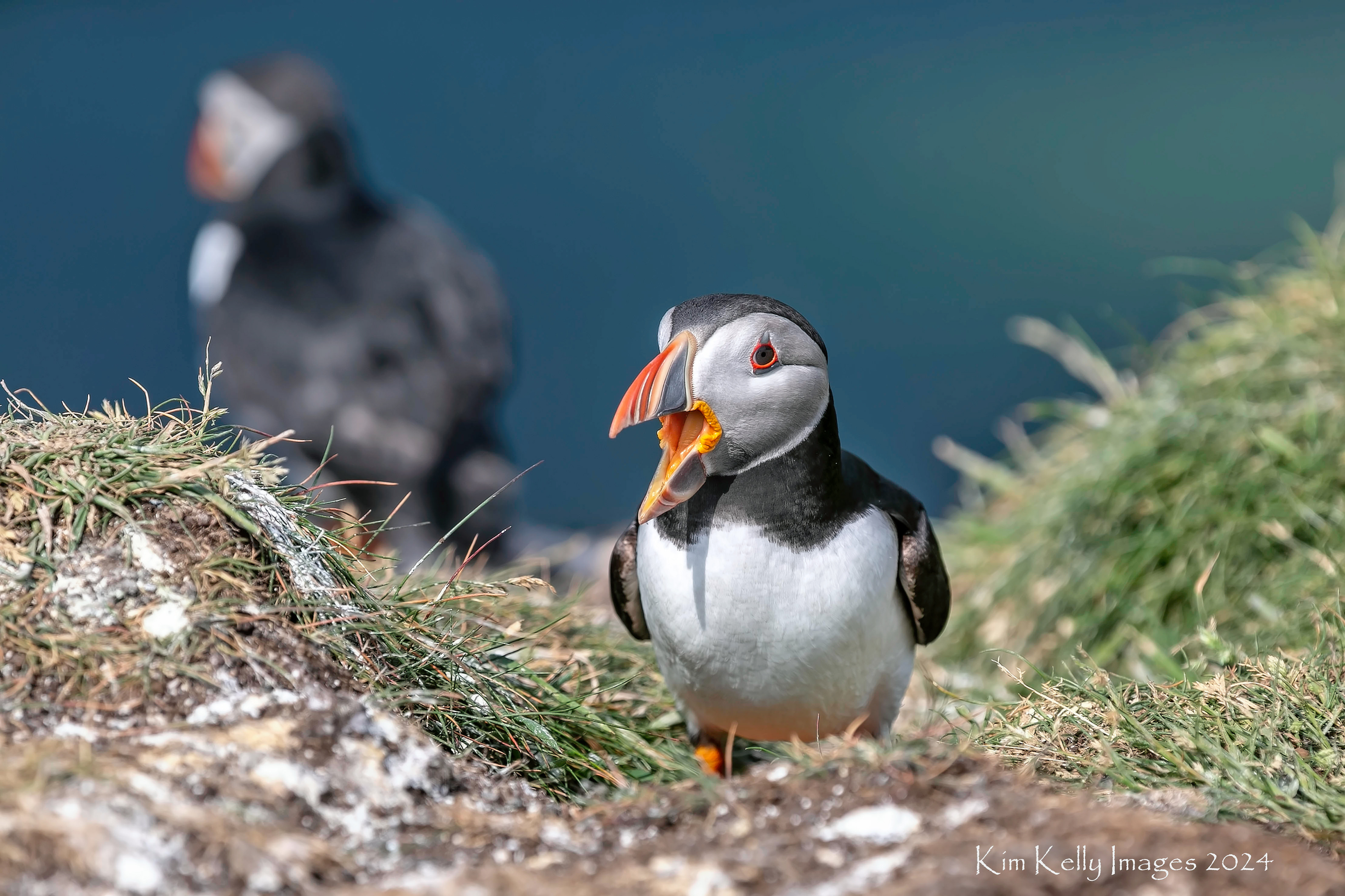 Puffin Chatter