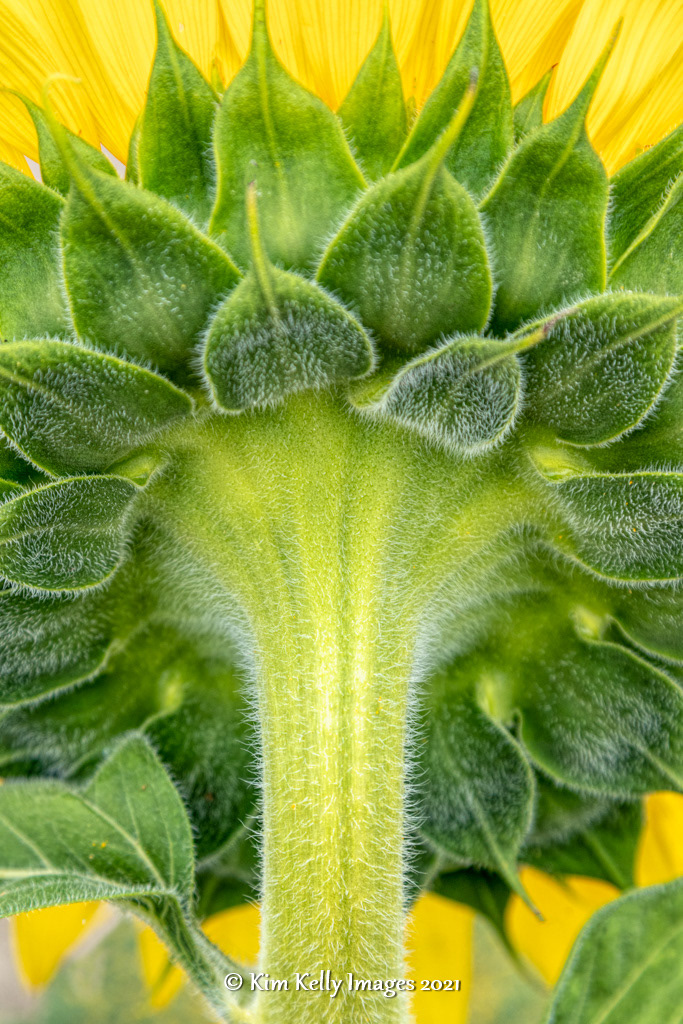 Backside of a Sunflower